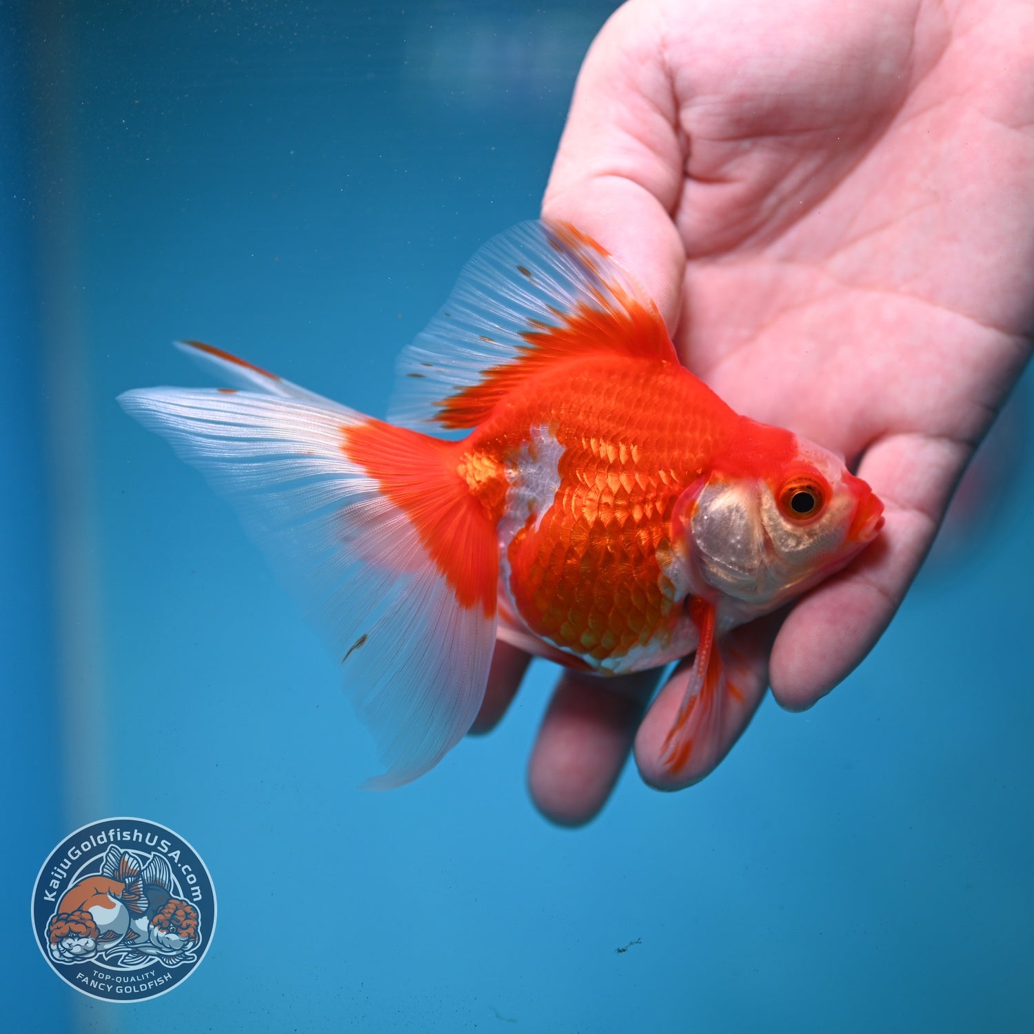 Red White Butterfly Tail Ryukin 3 inch Body (260904_RY02)