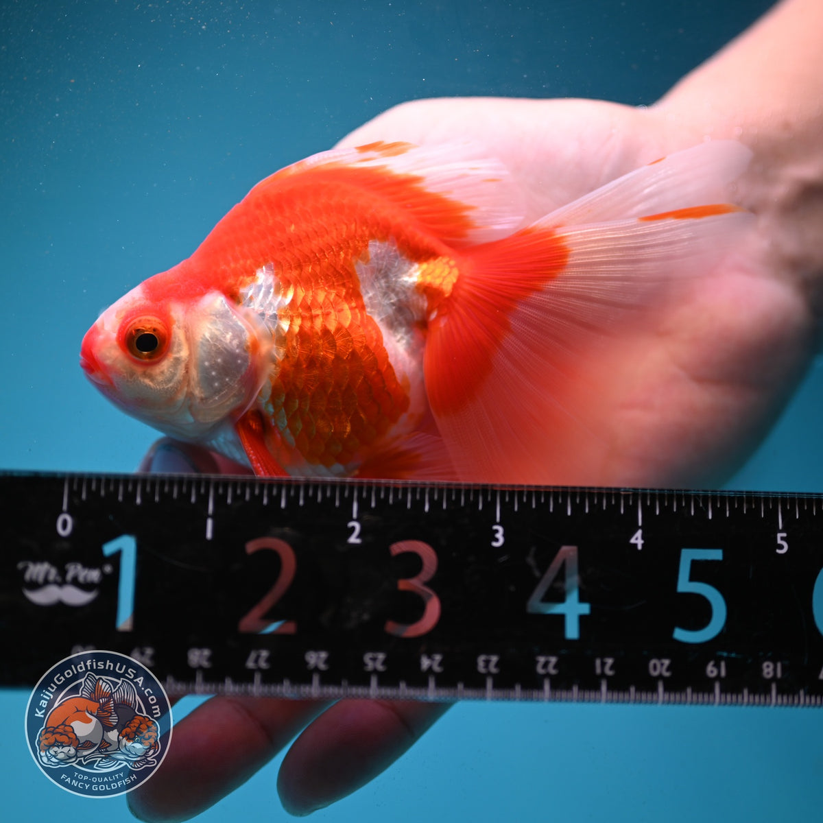 Red White Butterfly Tail Ryukin 3 inch Body (260904_RY02)