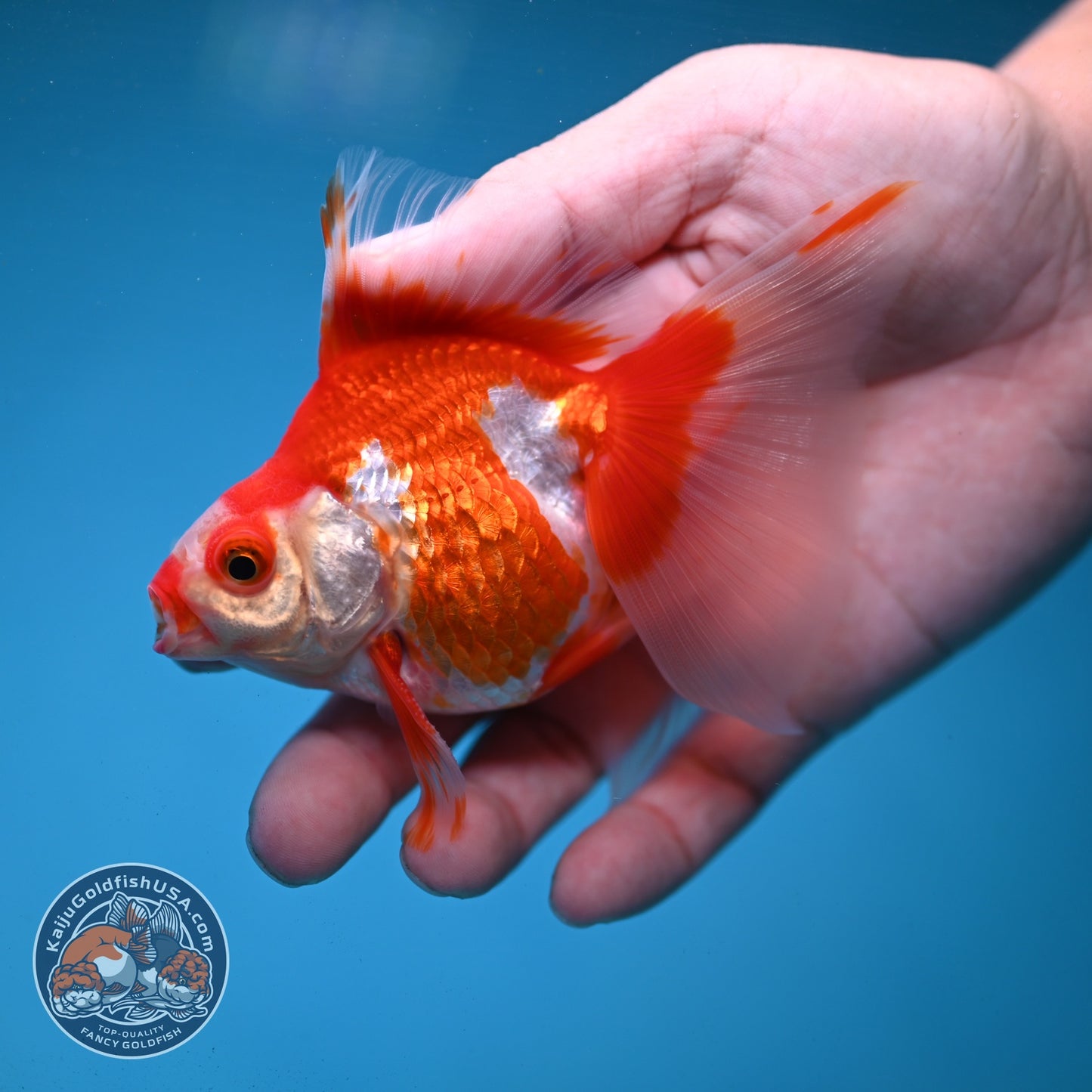 Red White Butterfly Tail Ryukin 3 inch Body (260904_RY02)