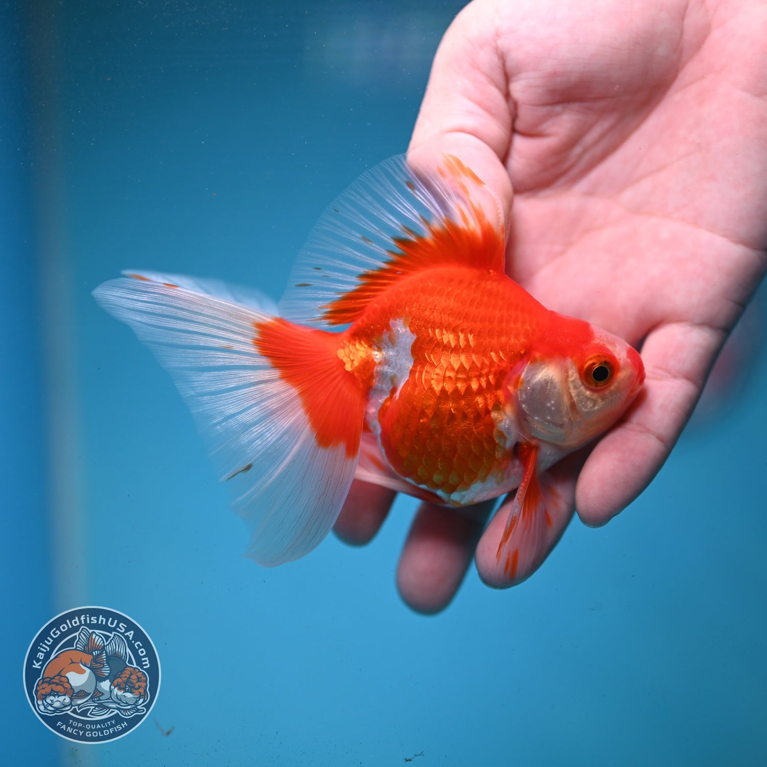 Red White Butterfly Tail Ryukin 3 inch Body (260904_RY02)