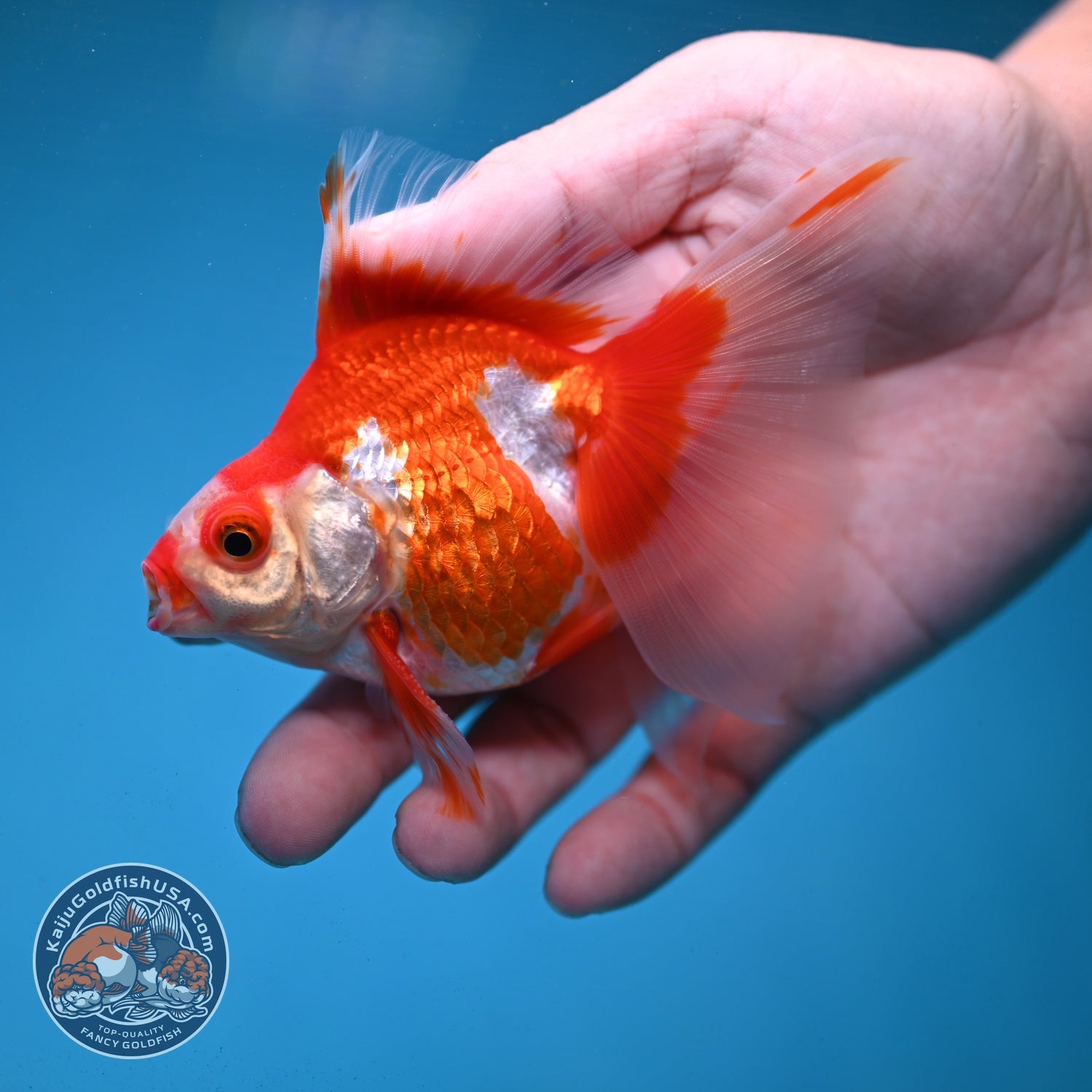 Red White Butterfly Tail Ryukin 3 inch Body (260904_RY02)