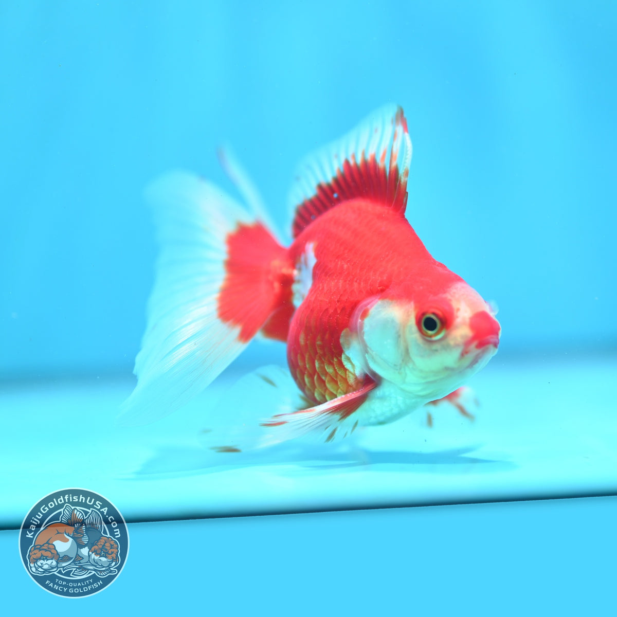 Red White Butterfly Tail Ryukin 3 inch Body (260904_RY02)