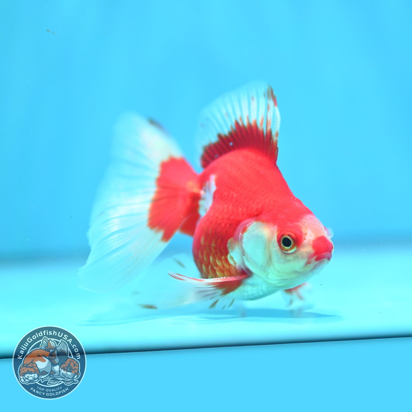 Red White Butterfly Tail Ryukin 3 inch Body (260904_RY02)
