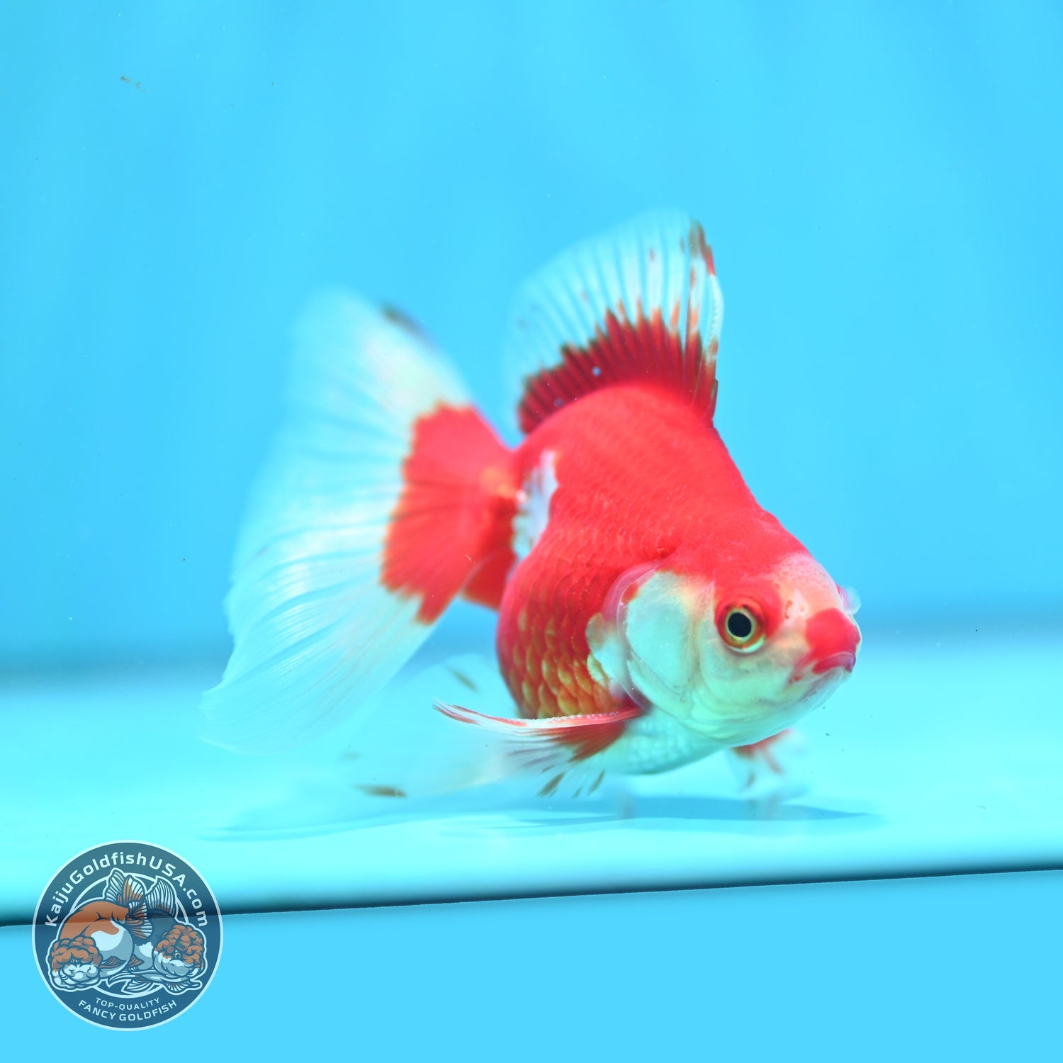 Red White Butterfly Tail Ryukin 3 inch Body (260904_RY02)