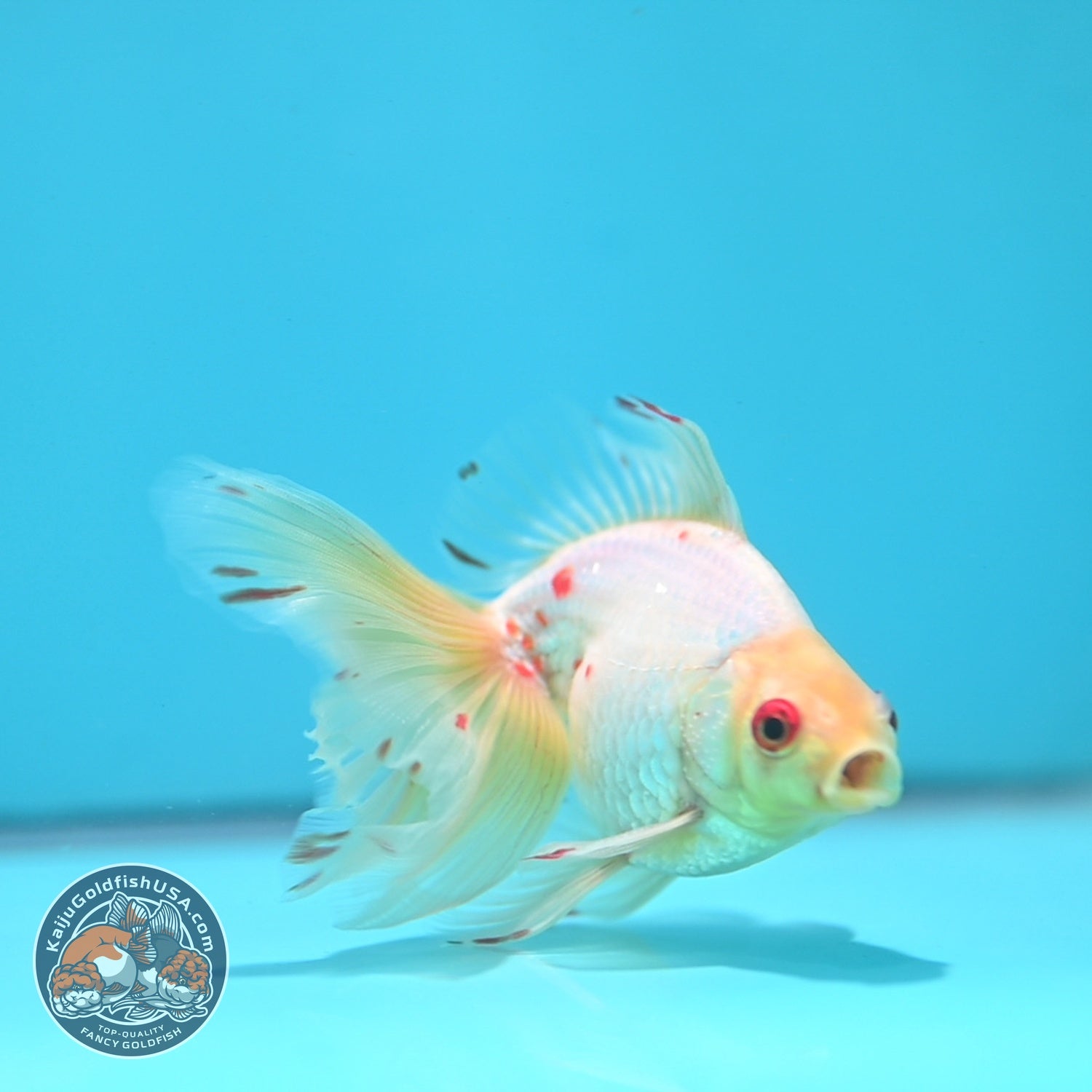 Red White Butterfly Tail Ryukin 3 inch Body (260904_RY05)