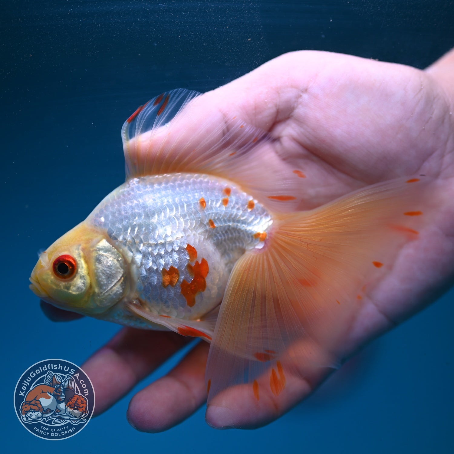 Red White Butterfly Tail Ryukin 3 inch Body (260904_RY05)