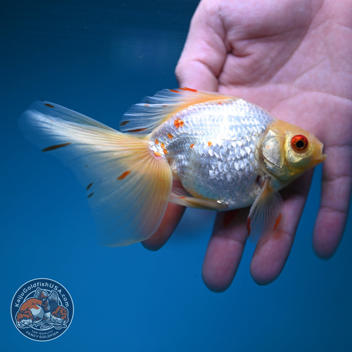 Red White Butterfly Tail Ryukin 3 inch Body (260904_RY05)