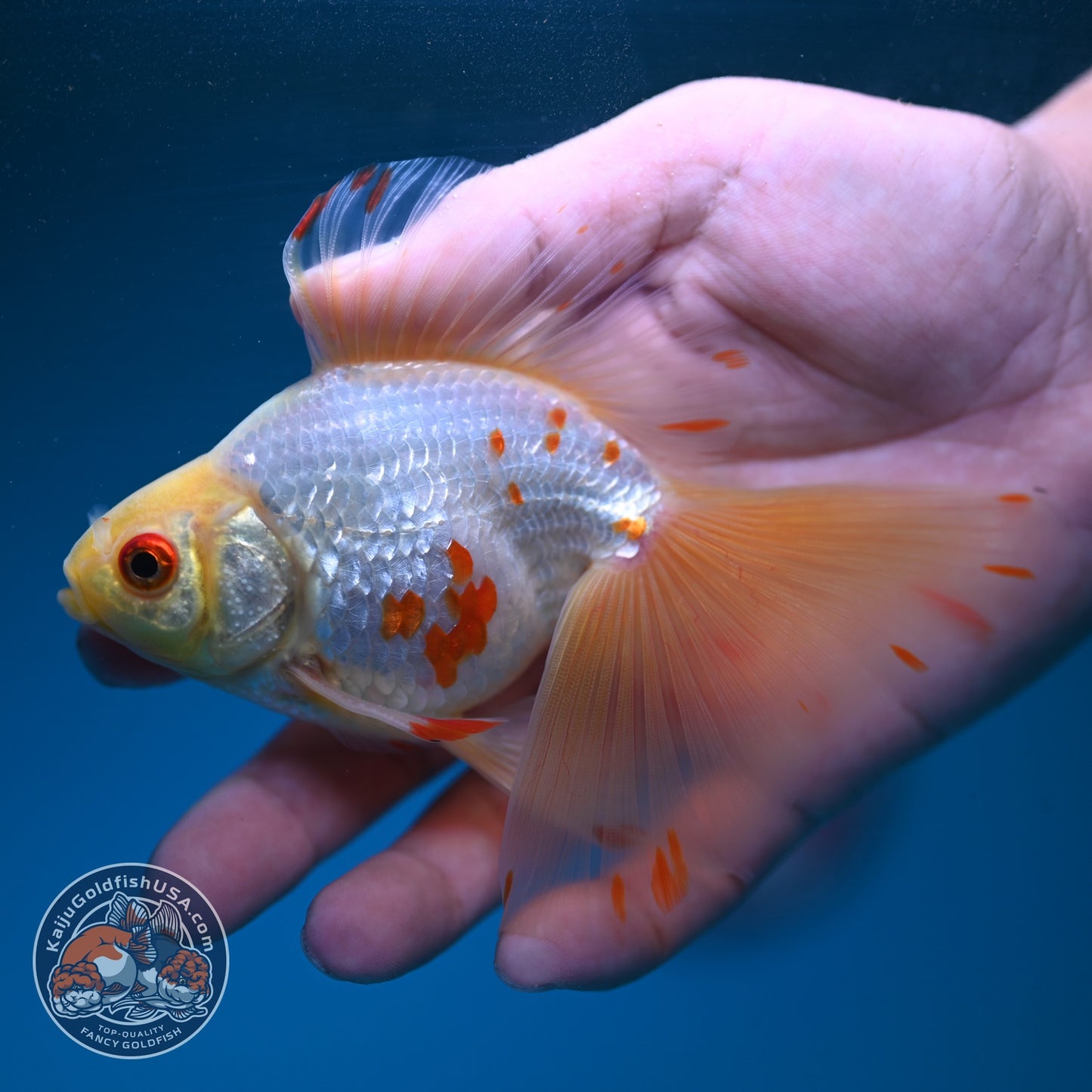 Red White Butterfly Tail Ryukin 3 inch Body (260904_RY05)
