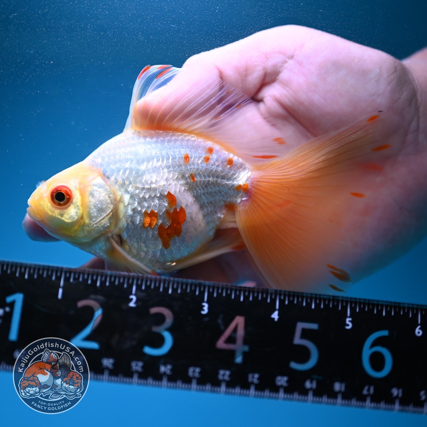 Red White Butterfly Tail Ryukin 3 inch Body (260904_RY05)