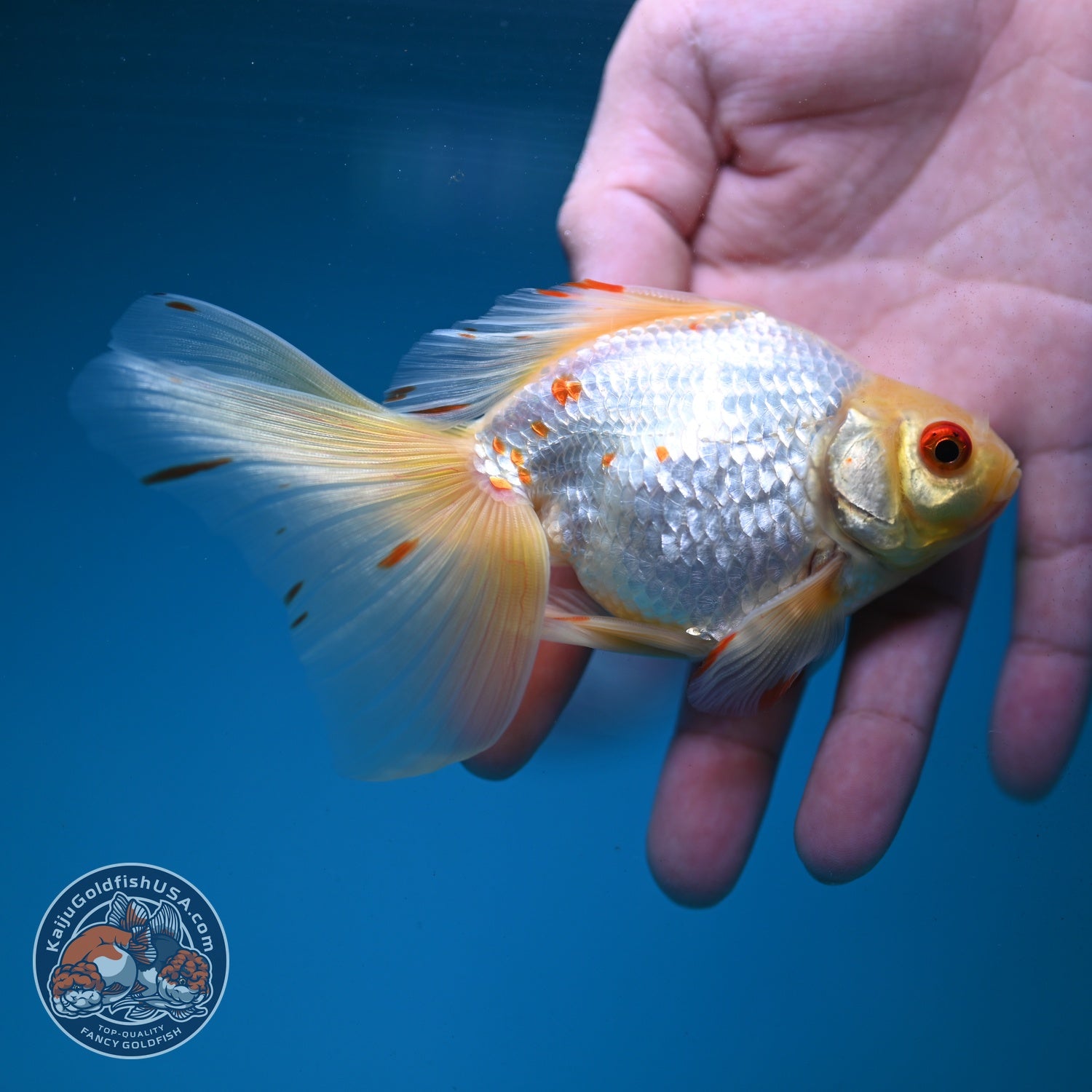 Red White Butterfly Tail Ryukin 3 inch Body (260904_RY05)