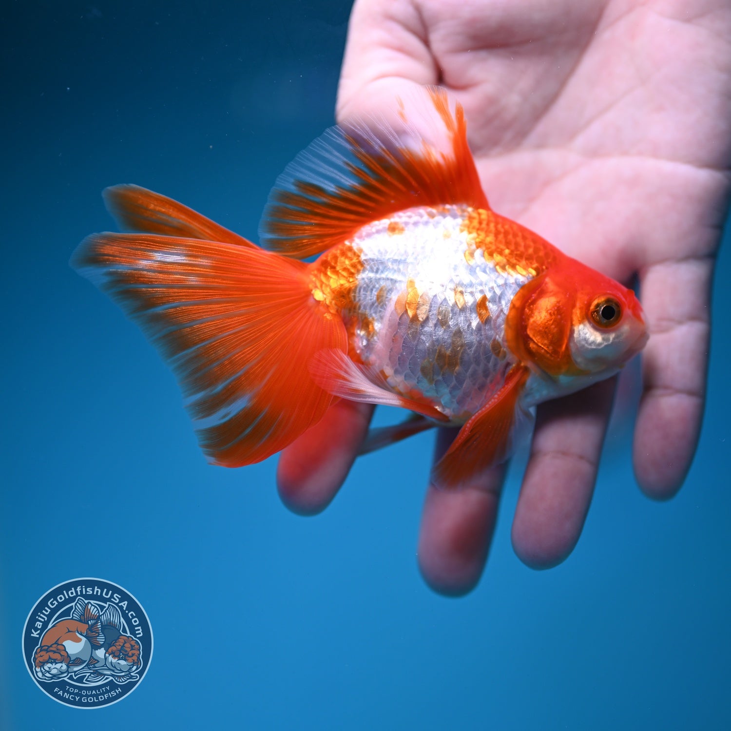 Red White Butterfly Tail Ryukin 3.5 inch Body (260828_RY01)