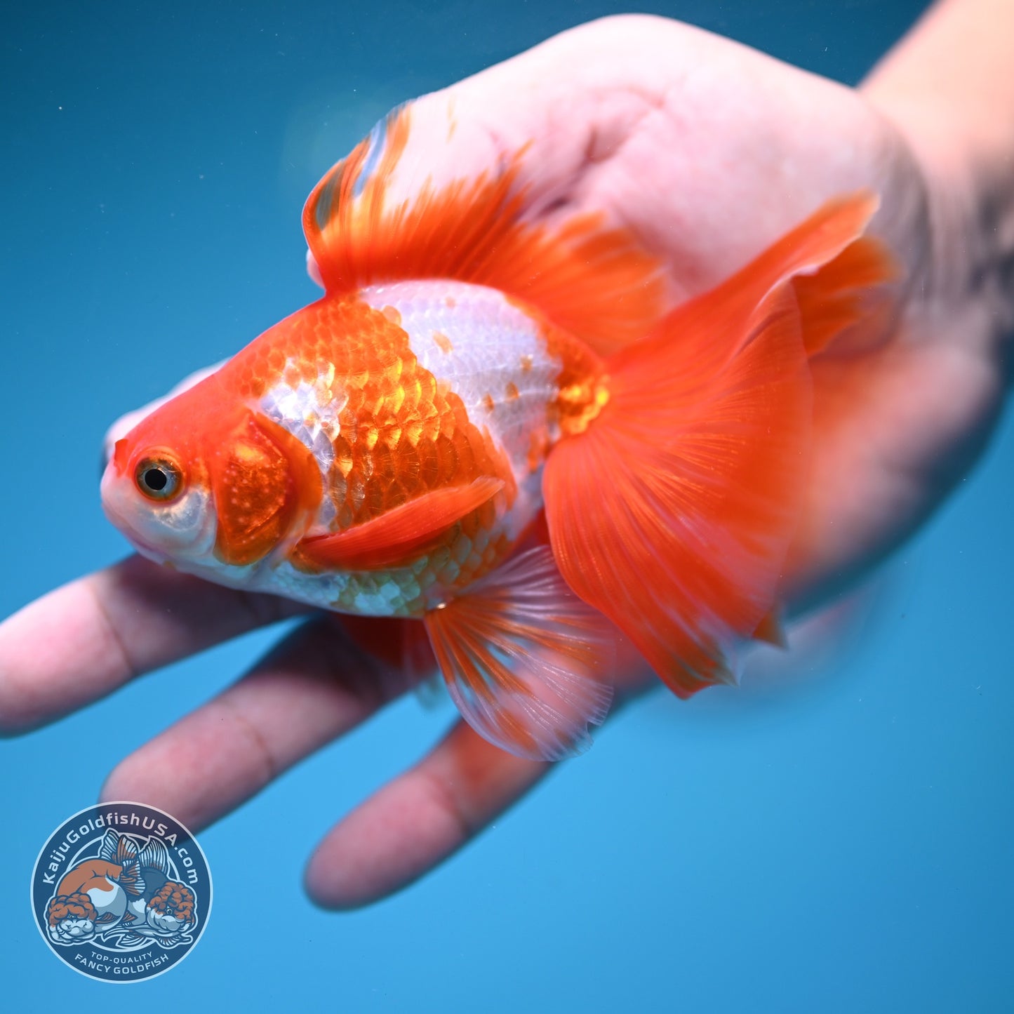 Red White Butterfly Tail Ryukin 3.5 inch Body (260828_RY01)