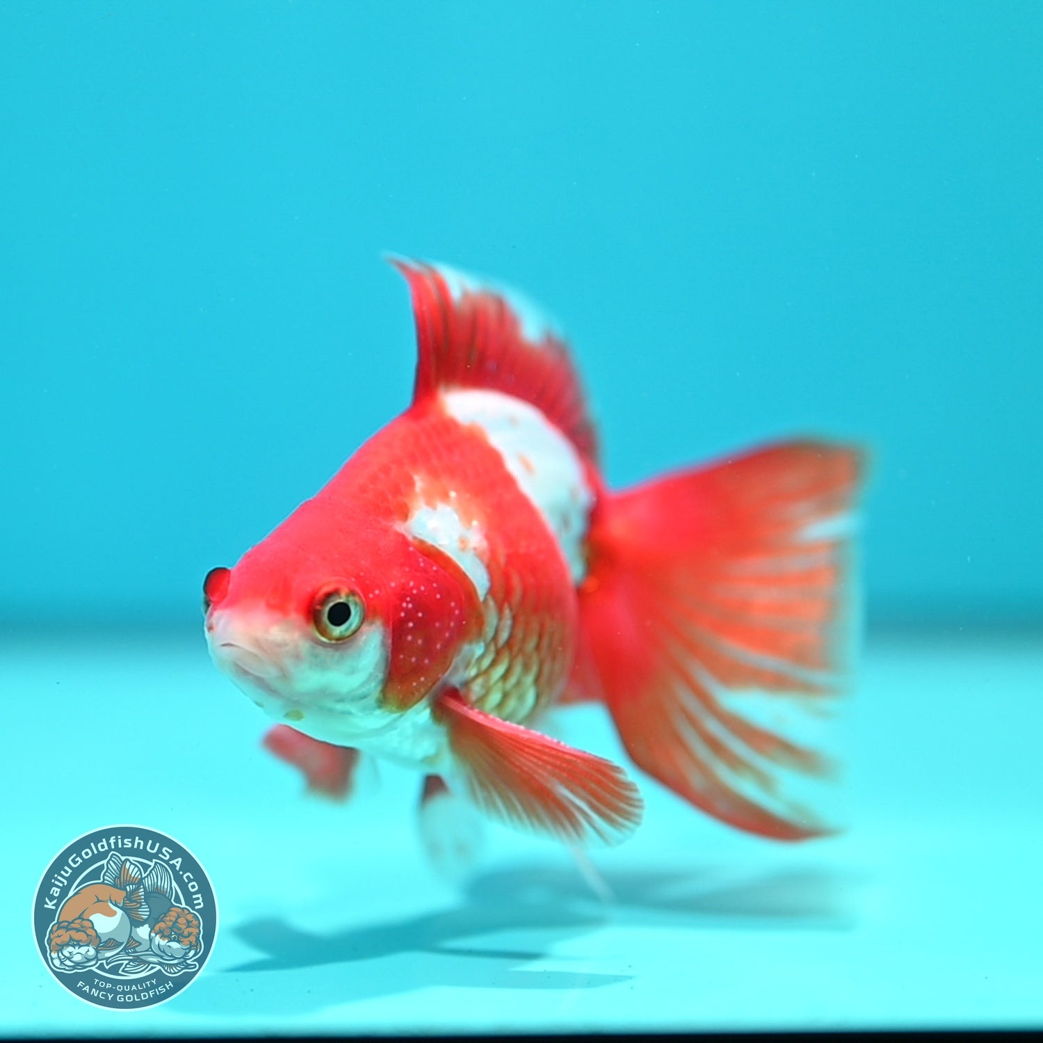 Red White Butterfly Tail Ryukin 3.5 inch Body (260828_RY01)