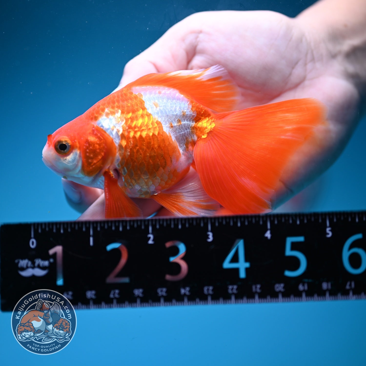Red White Butterfly Tail Ryukin 3.5 inch Body (260828_RY01)