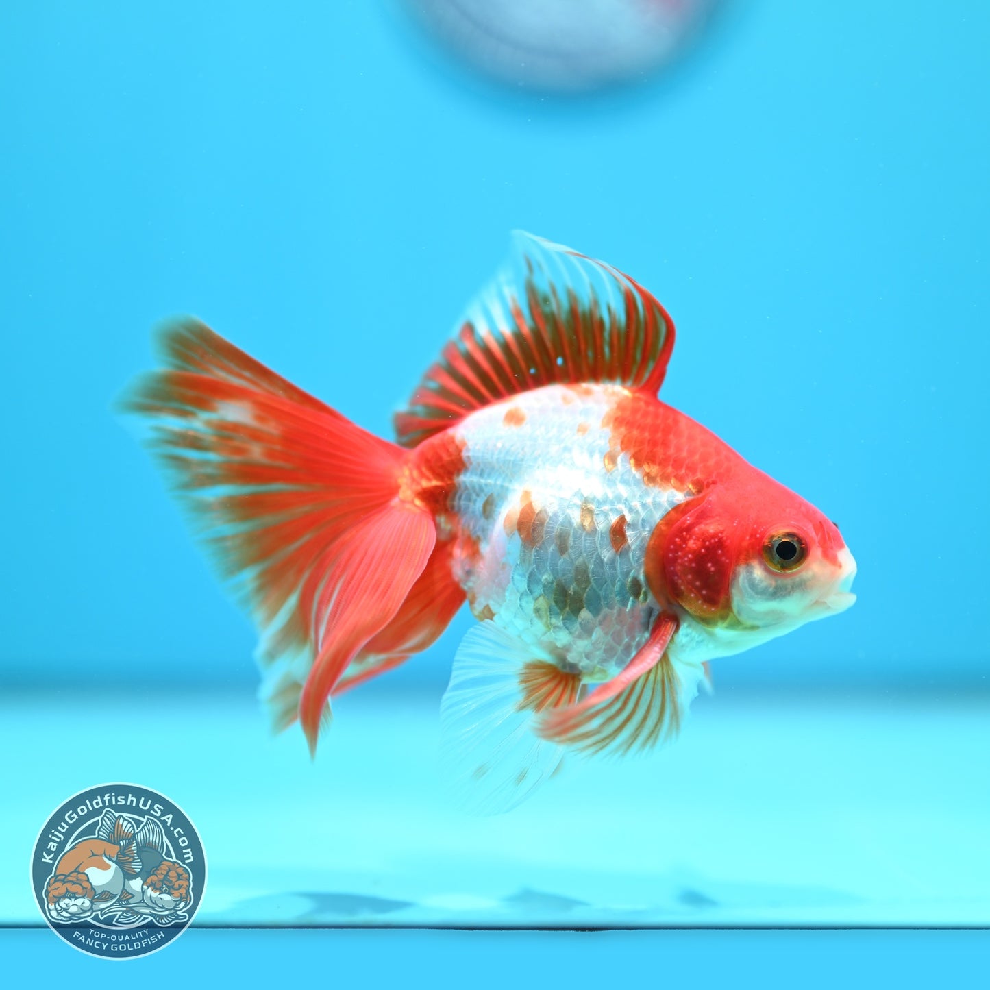 Red White Butterfly Tail Ryukin 3.5 inch Body (260828_RY01)