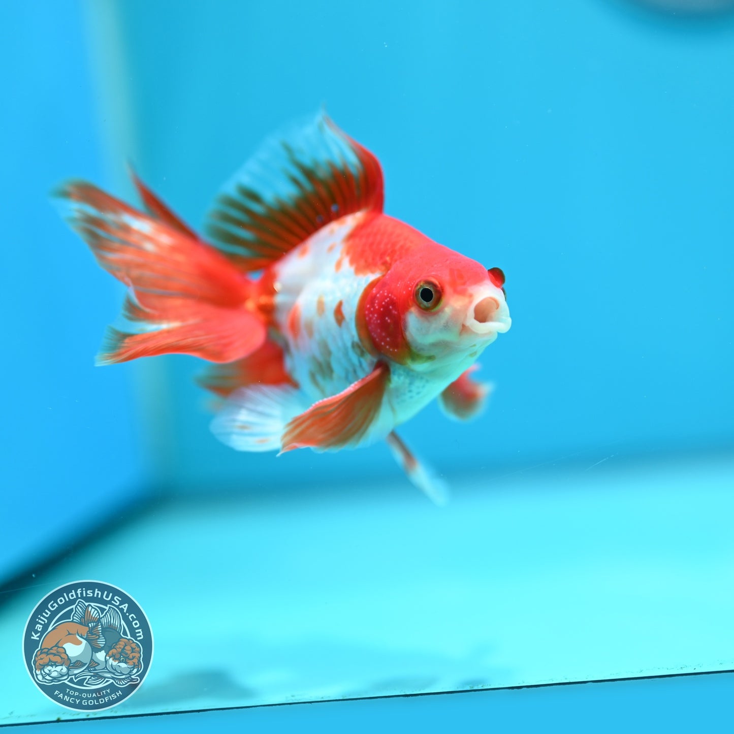 Red White Butterfly Tail Ryukin 3.5 inch Body (260828_RY01)