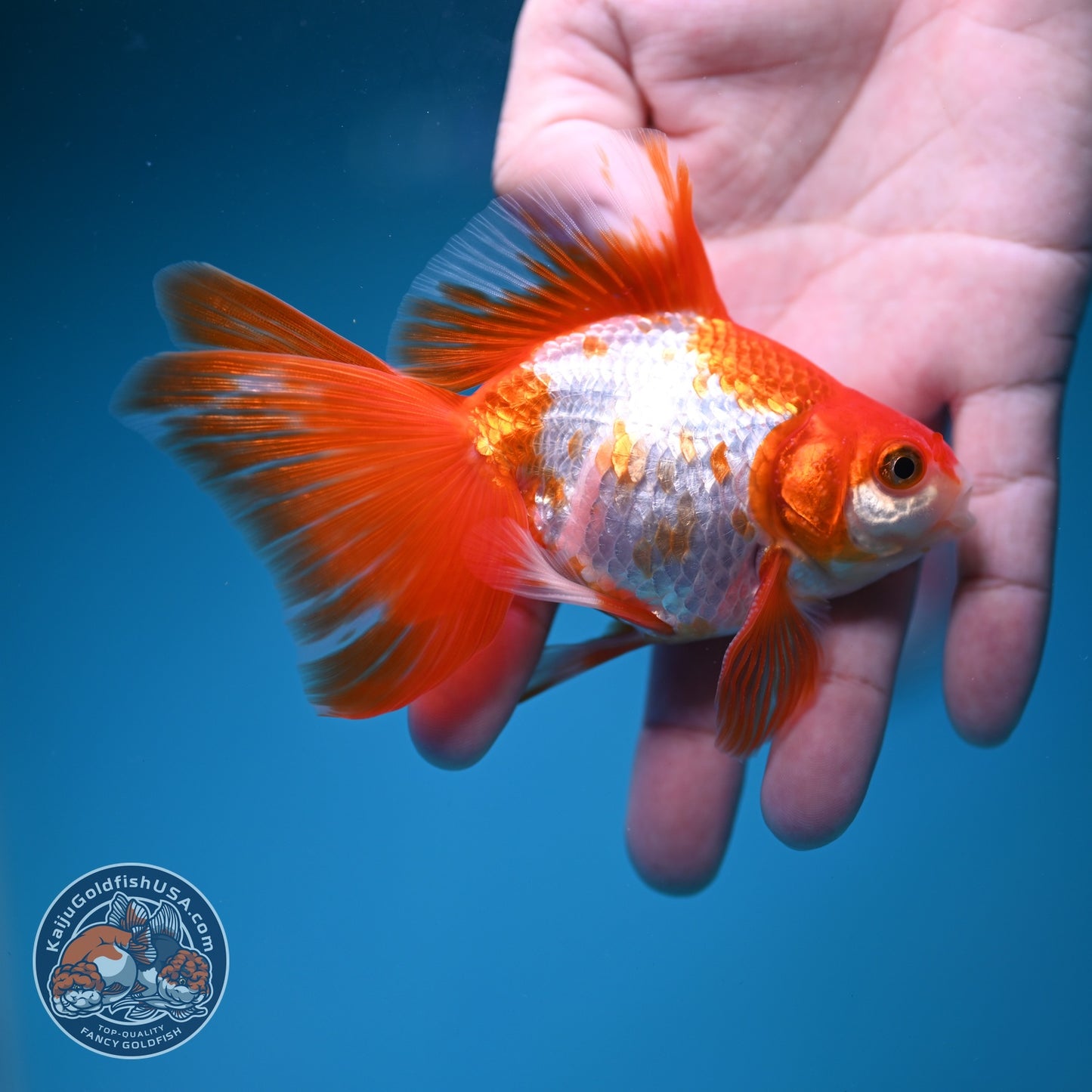 Red White Butterfly Tail Ryukin 3.5 inch Body (260828_RY01)