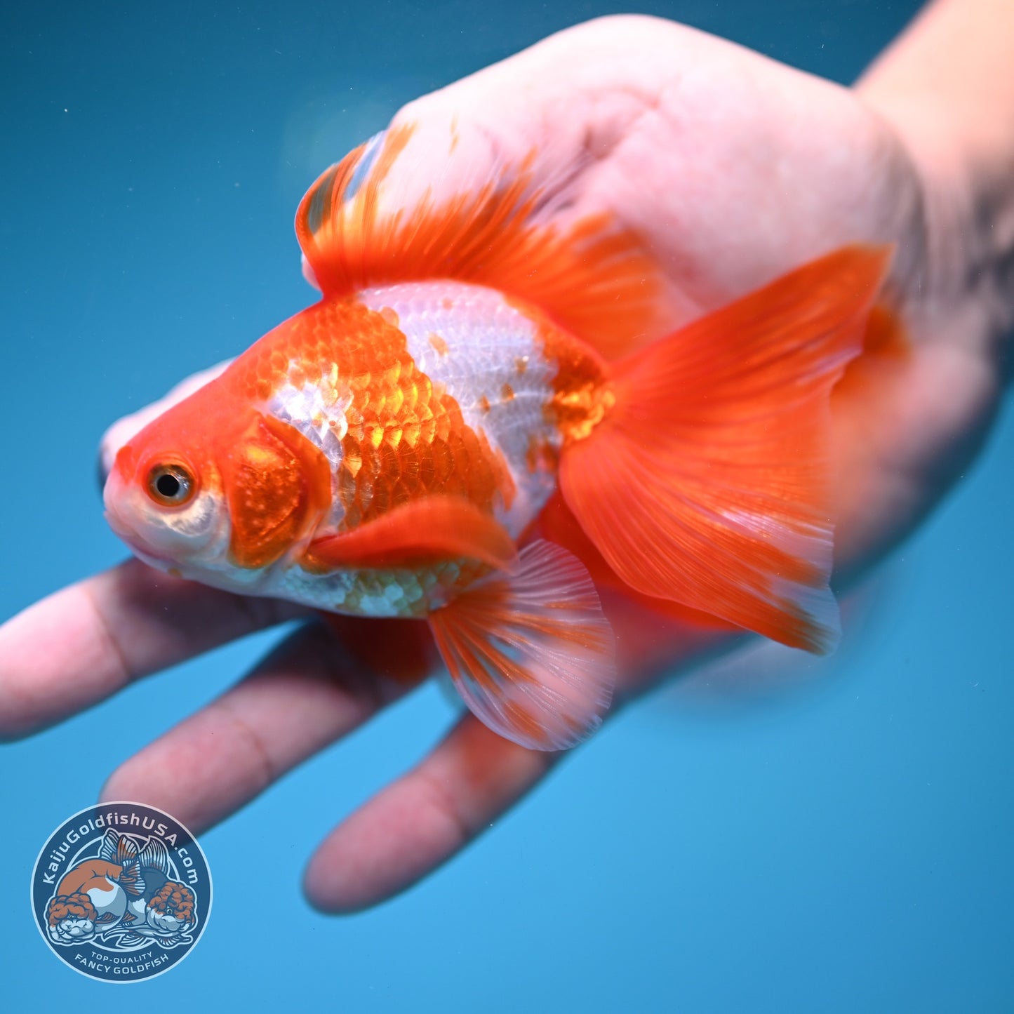 Red White Butterfly Tail Ryukin 3.5 inch Body (260828_RY01)
