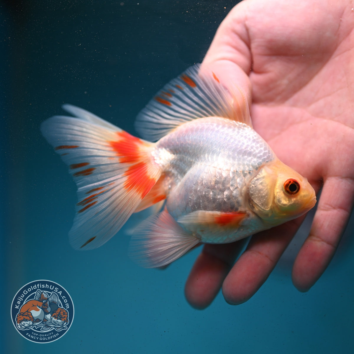 Red White Butterfly Tail Ryukin 3.5 inch Body (260904_RY01)