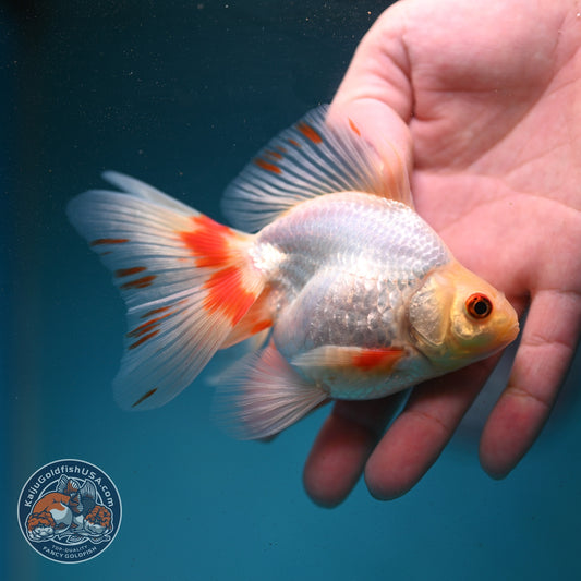 Red White Butterfly Tail Ryukin 3.5 inch Body (260904_RY01)