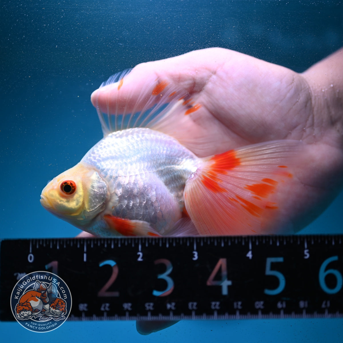 Red White Butterfly Tail Ryukin 3.5 inch Body (260904_RY01)