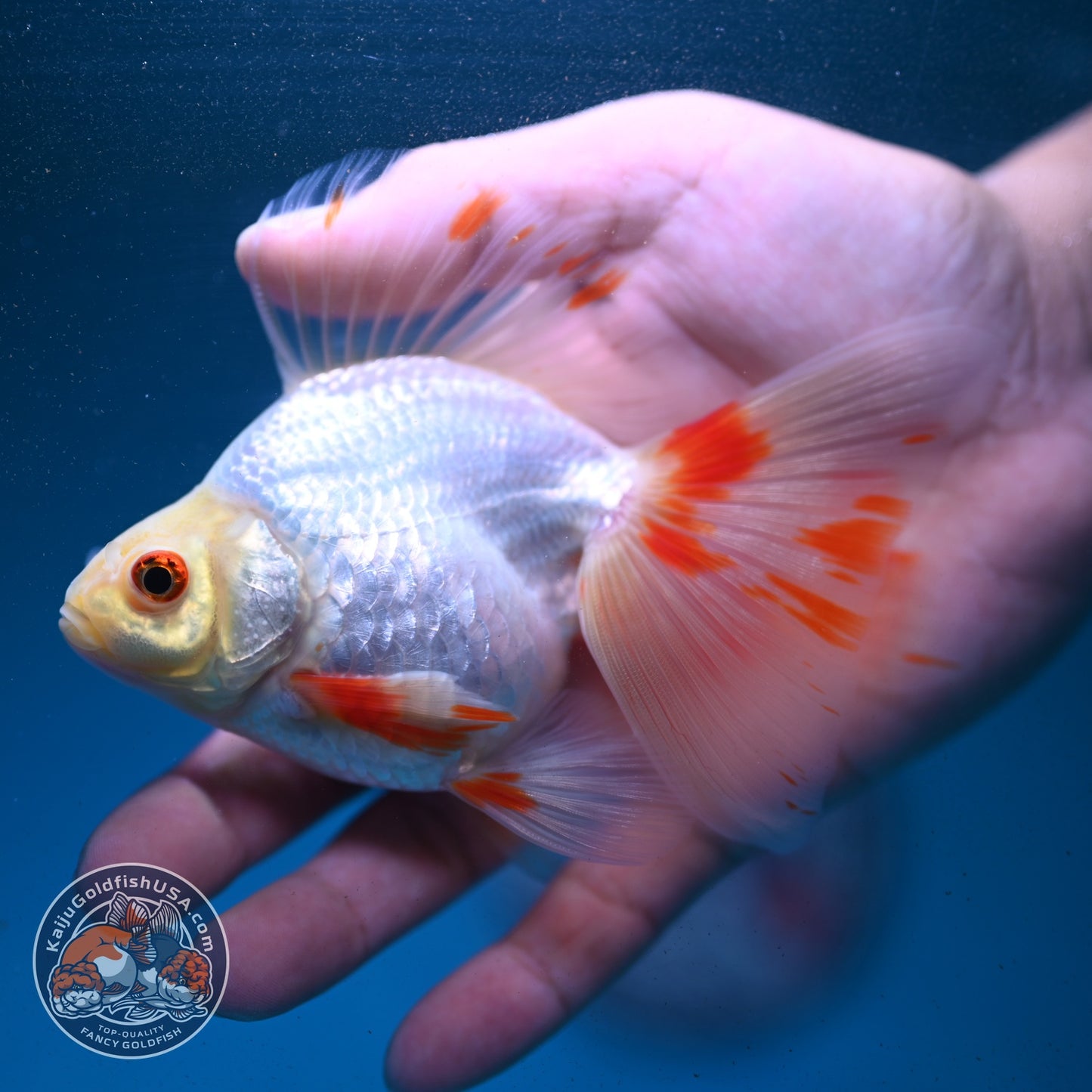 Red White Butterfly Tail Ryukin 3.5 inch Body (260904_RY01)