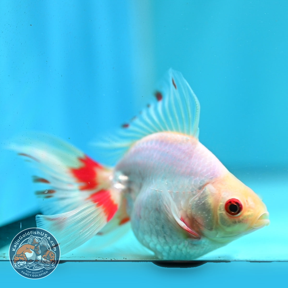 Red White Butterfly Tail Ryukin 3.5 inch Body (260904_RY01)