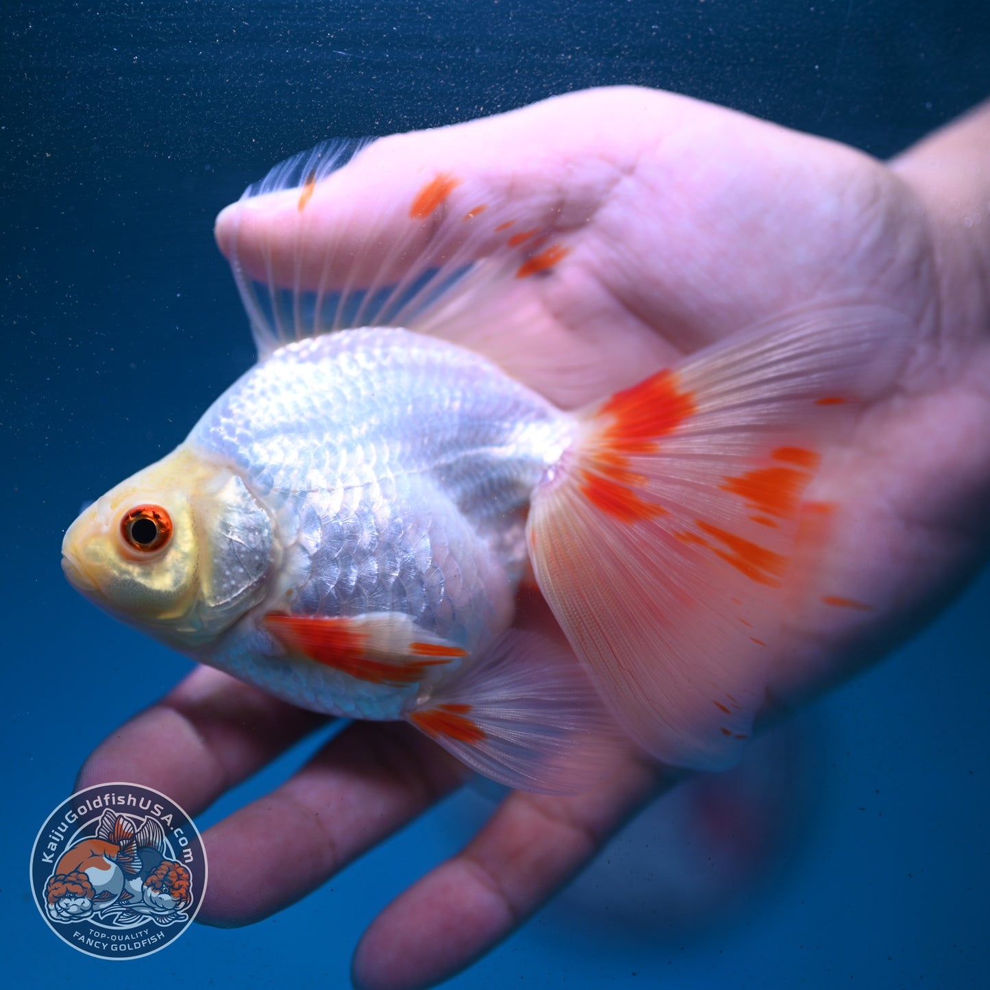 Red White Butterfly Tail Ryukin 3.5 inch Body (260904_RY01)
