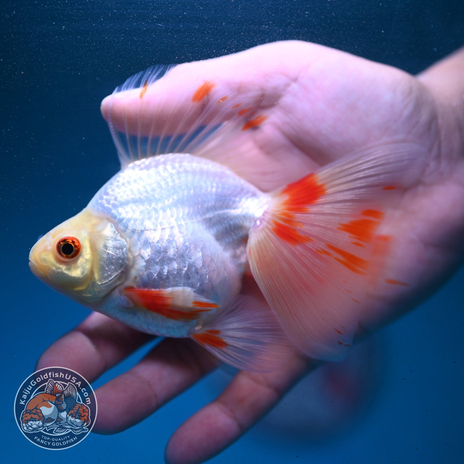 Red White Butterfly Tail Ryukin 3.5 inch Body (260904_RY01)