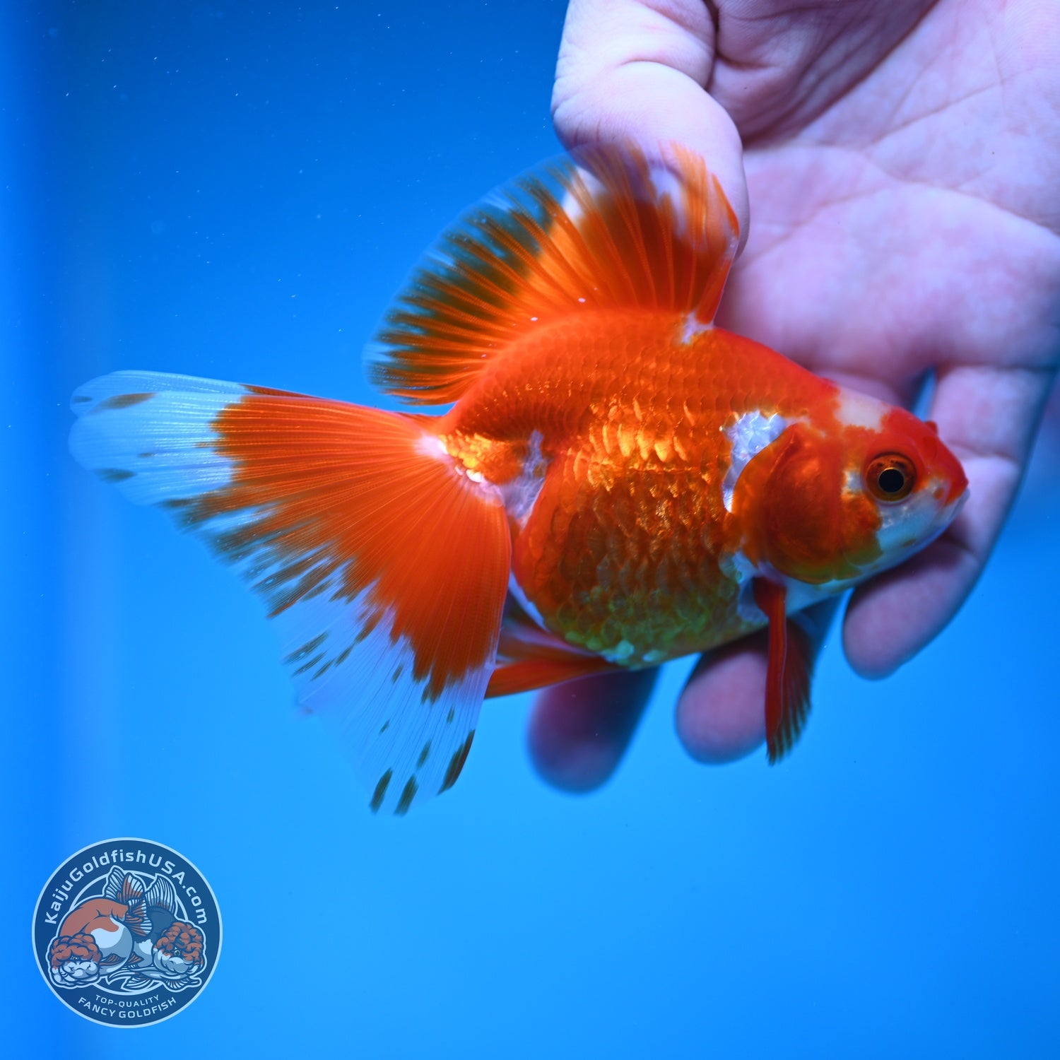 Red White Butterfly Tail Ryukin inch Body (260828_RY03)