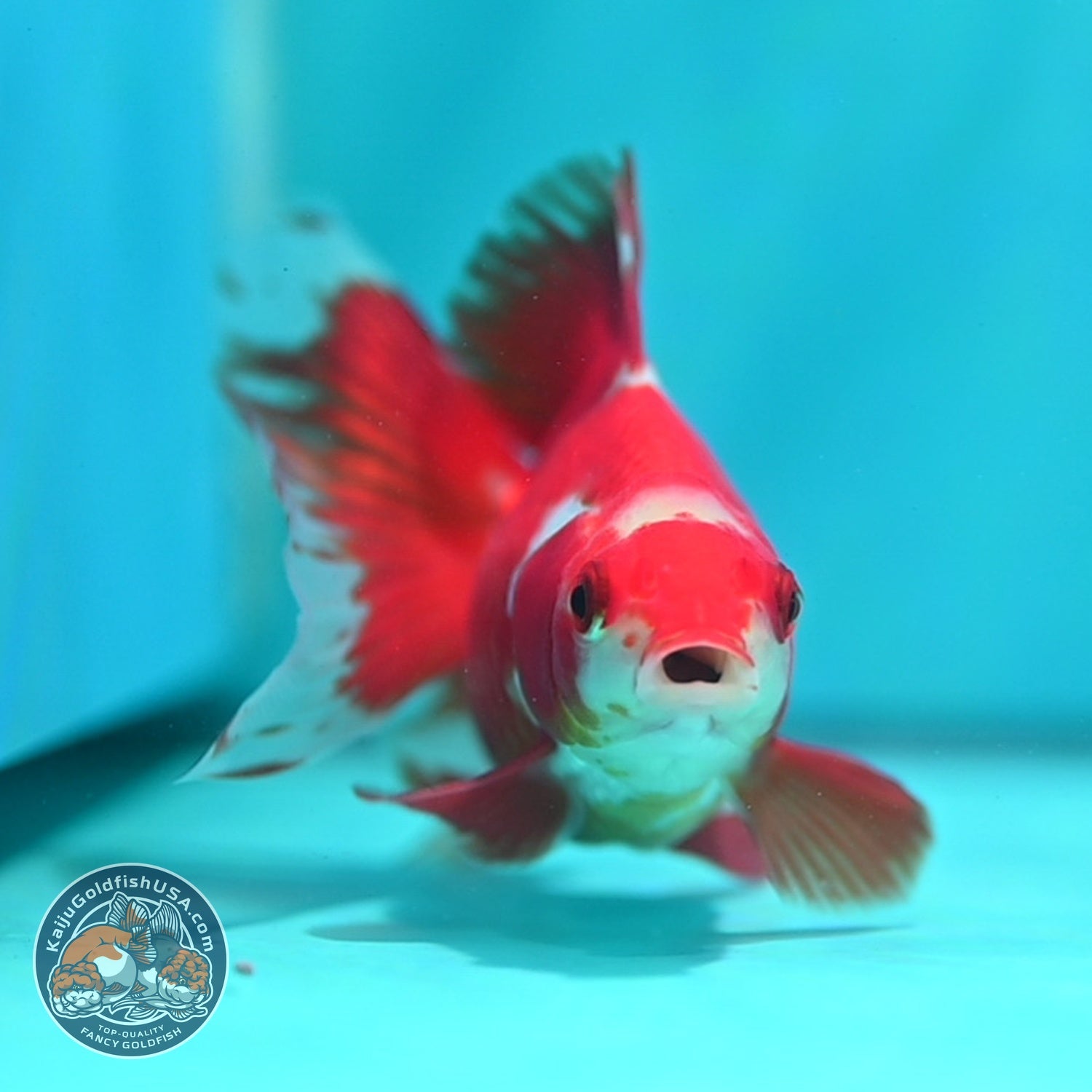Red White Butterfly Tail Ryukin inch Body (260828_RY03)
