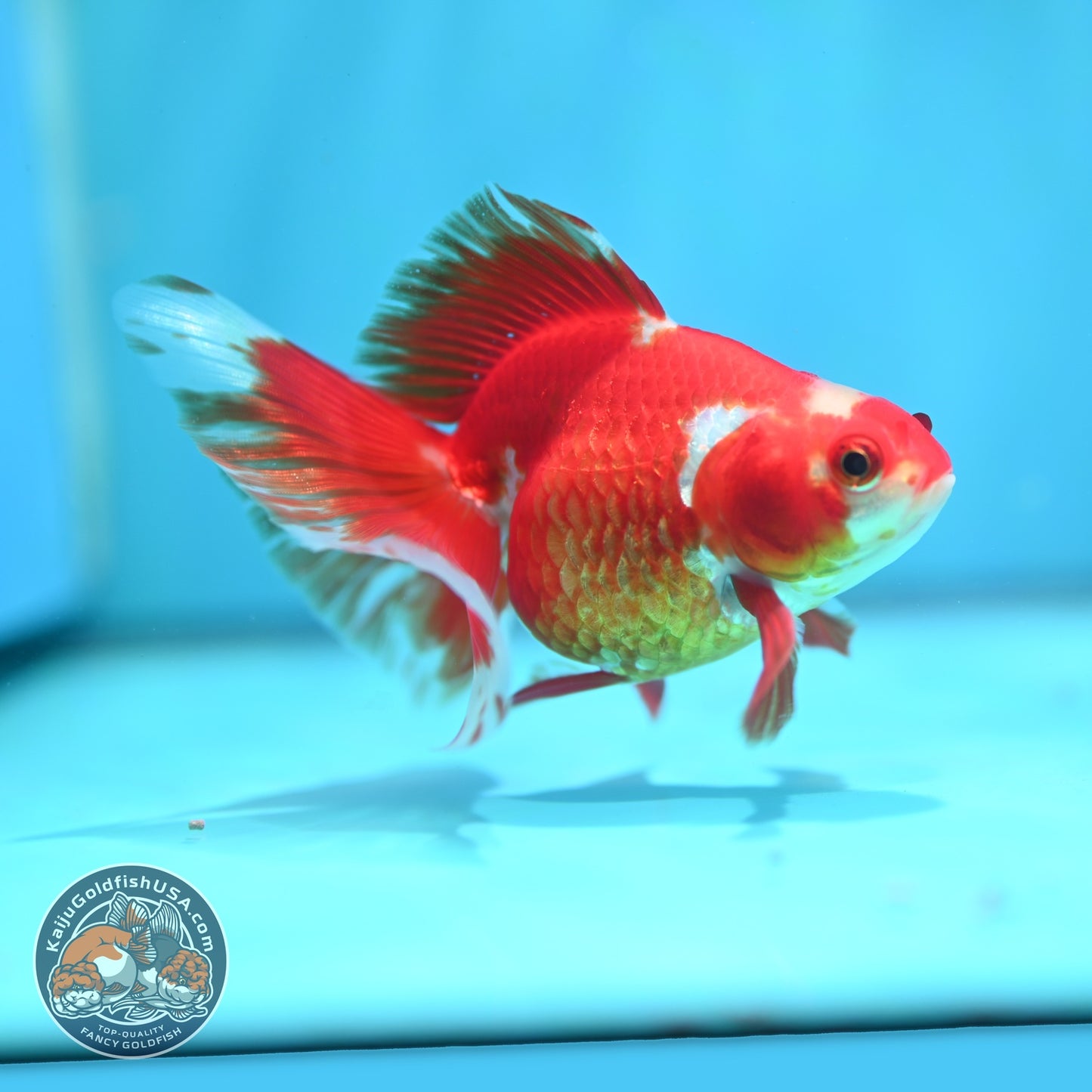 Red White Butterfly Tail Ryukin inch Body (260828_RY03)