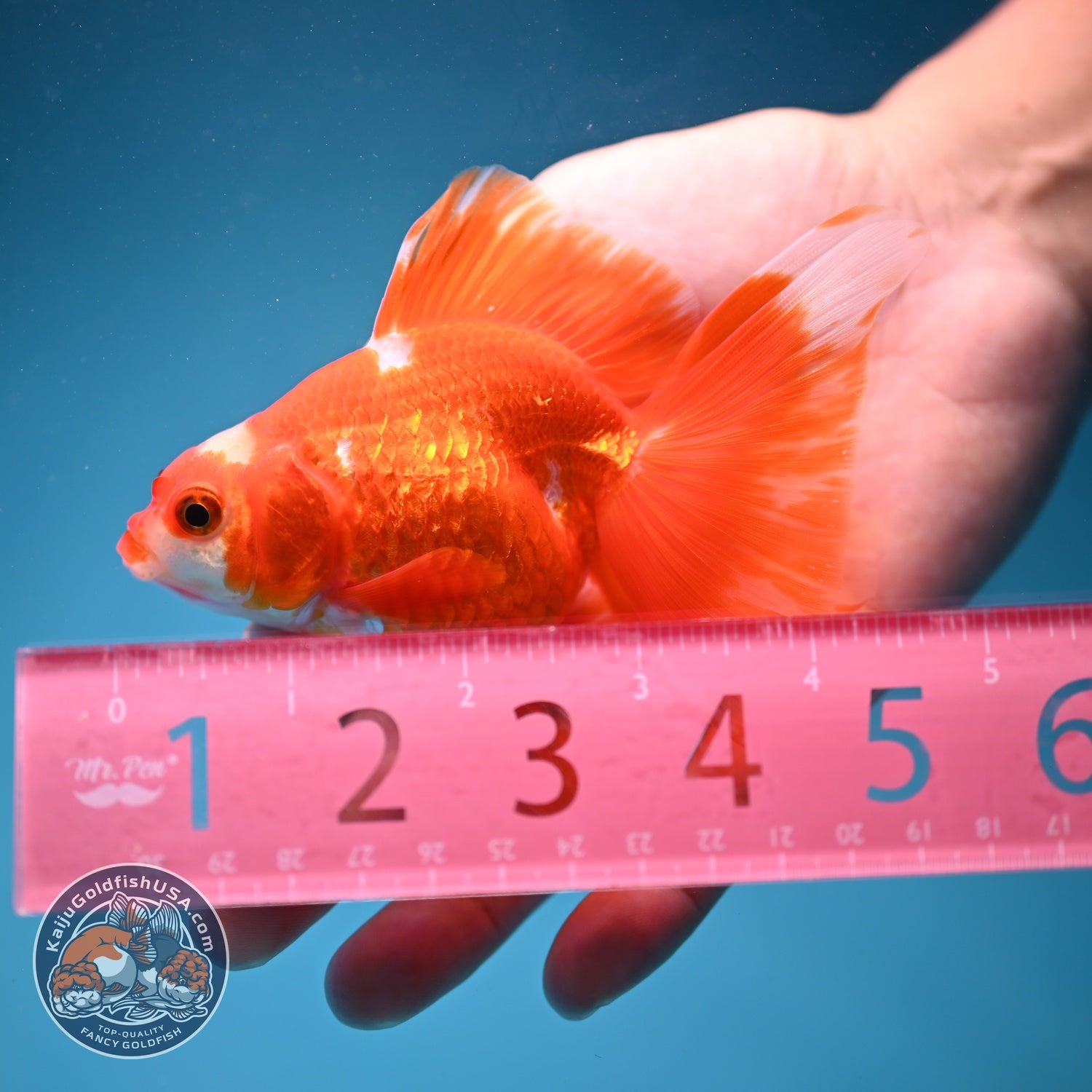 Red White Butterfly Tail Ryukin inch Body (260828_RY03)