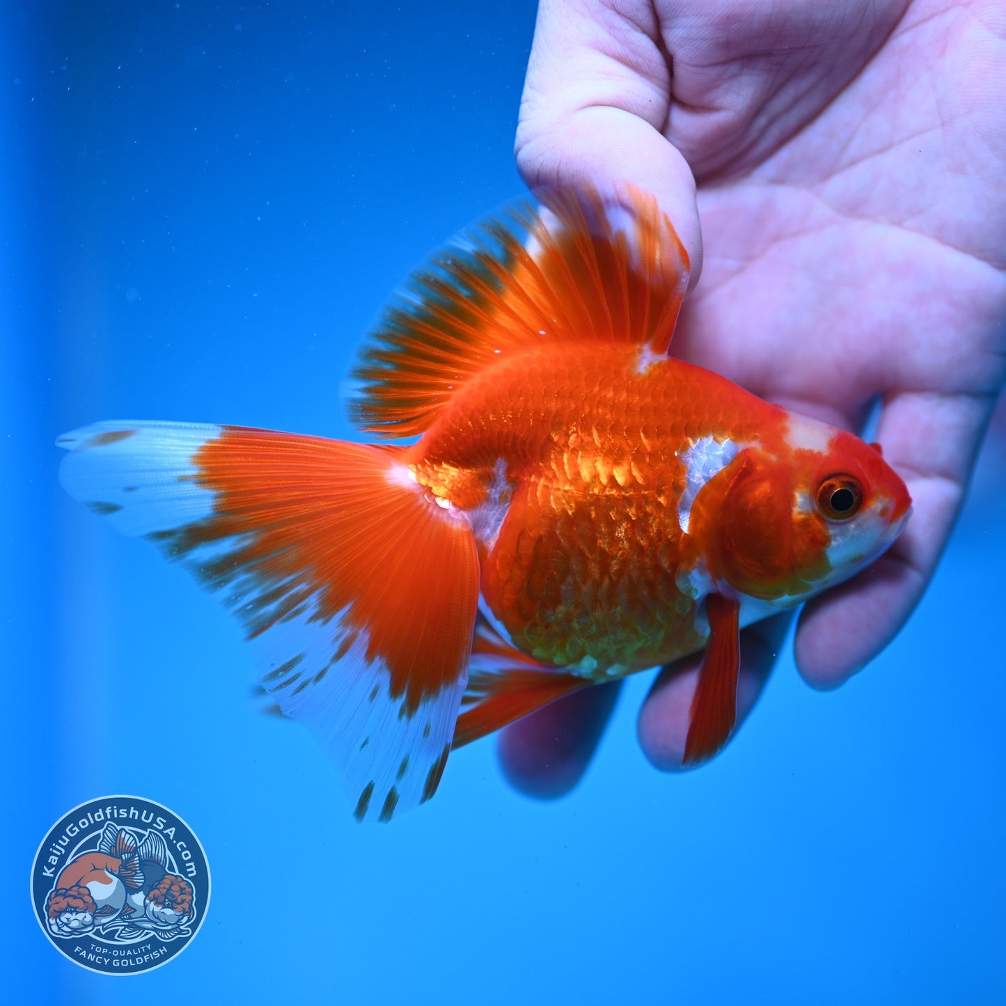 Red White Butterfly Tail Ryukin inch Body (260828_RY03)