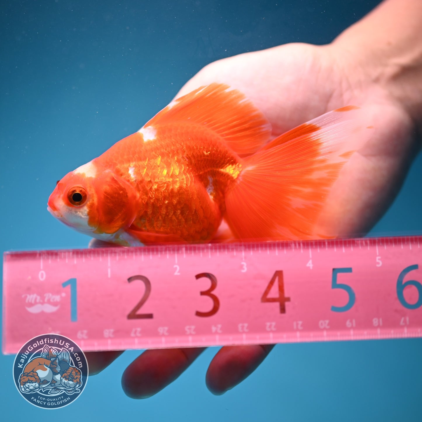 Red White Butterfly Tail Ryukin inch Body (260828_RY03)