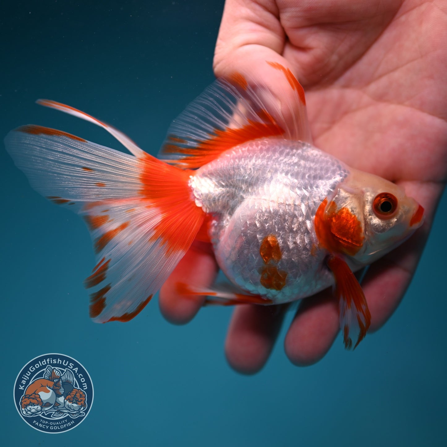 Red White Butterfly Tail Ryukin inch Body (260828_RY04)