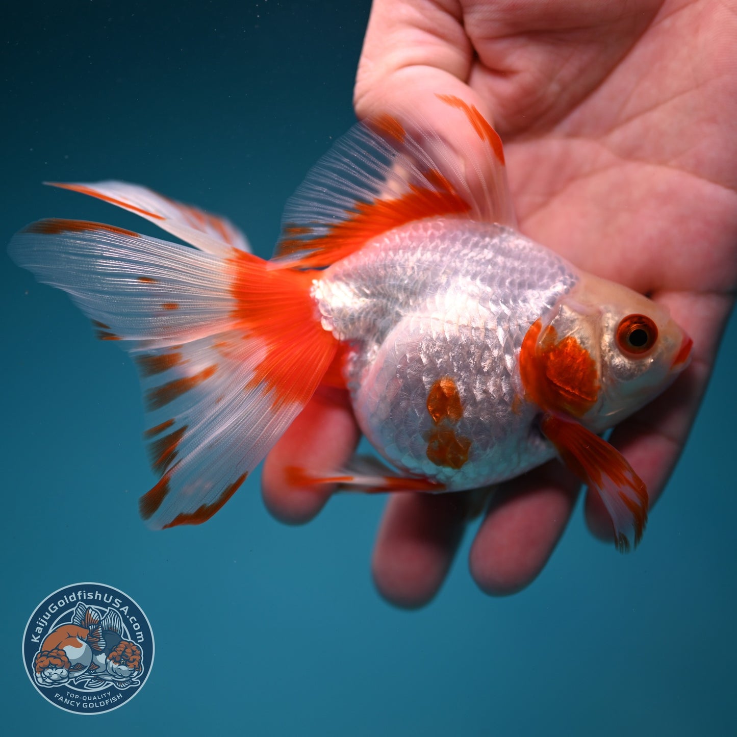 Red White Butterfly Tail Ryukin inch Body (260828_RY04)