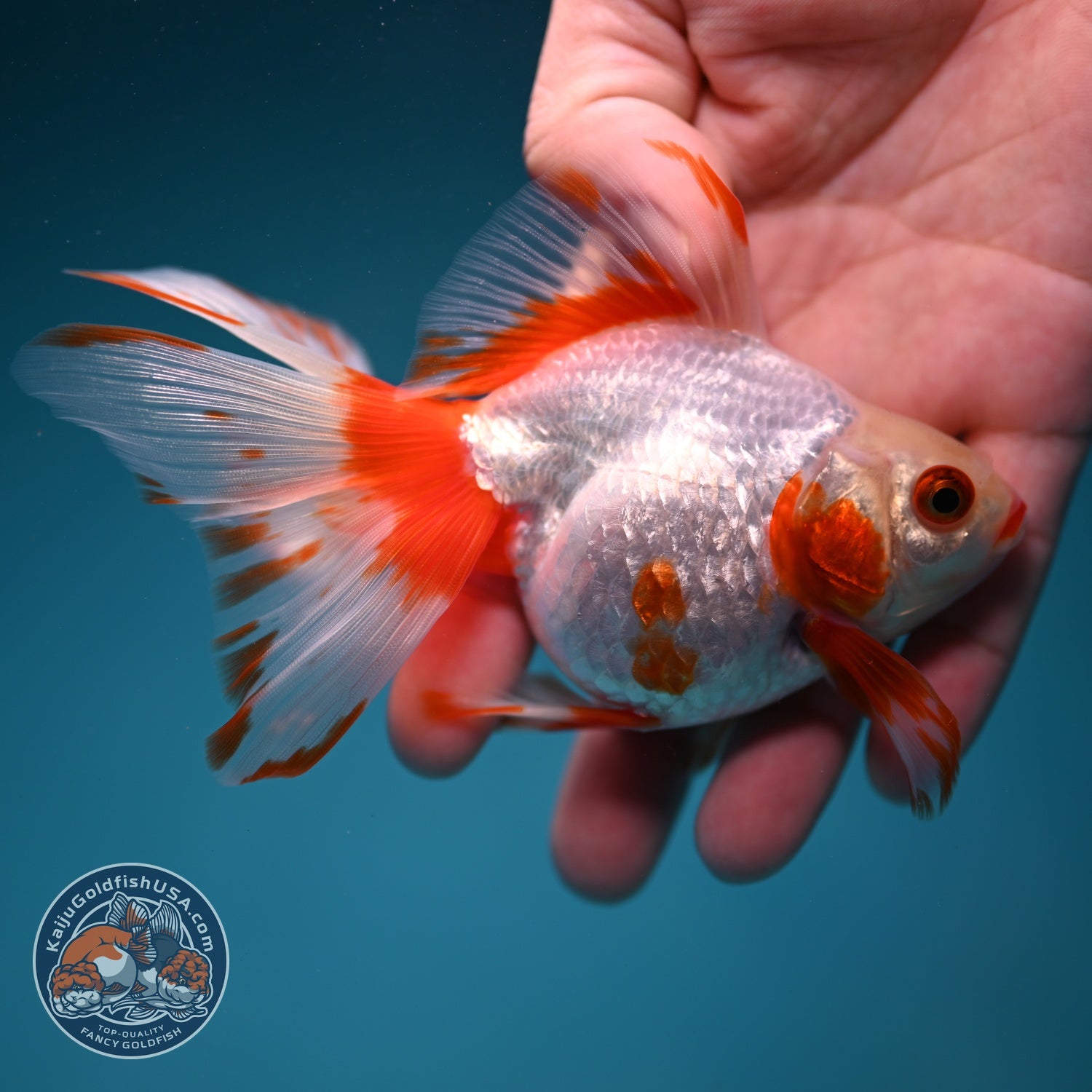 Red White Butterfly Tail Ryukin inch Body (260828_RY04)