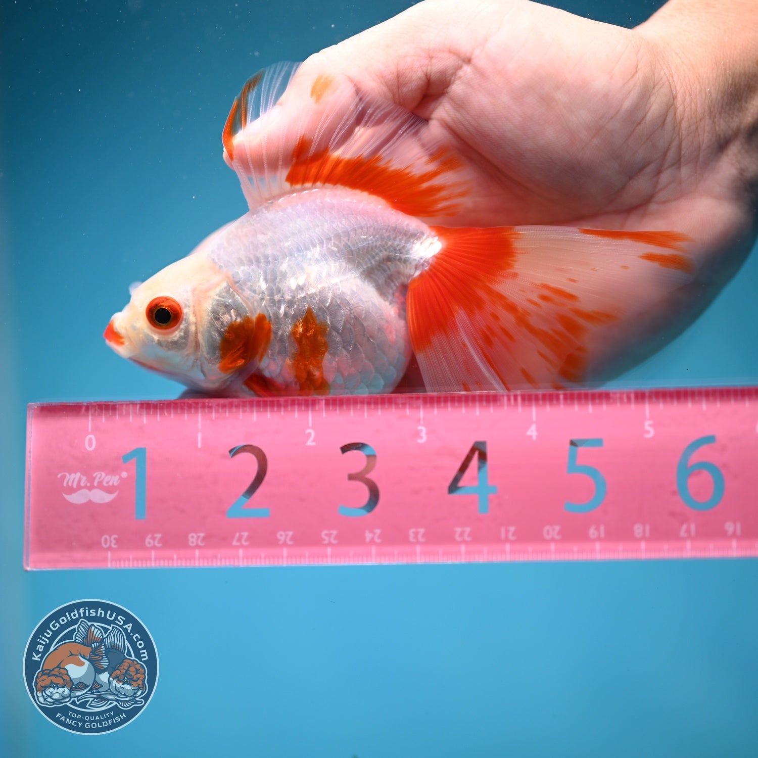 Red White Butterfly Tail Ryukin inch Body (260828_RY04)