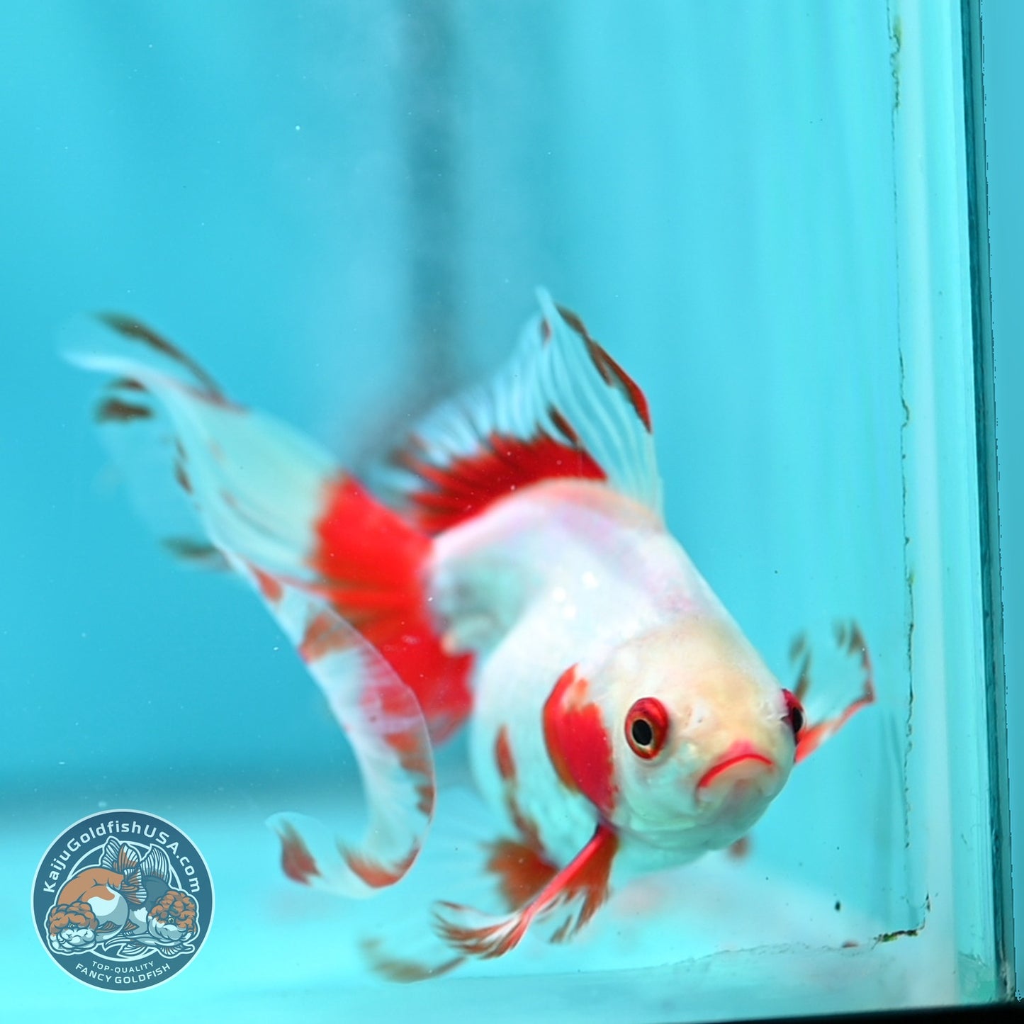 Red White Butterfly Tail Ryukin inch Body (260828_RY04)