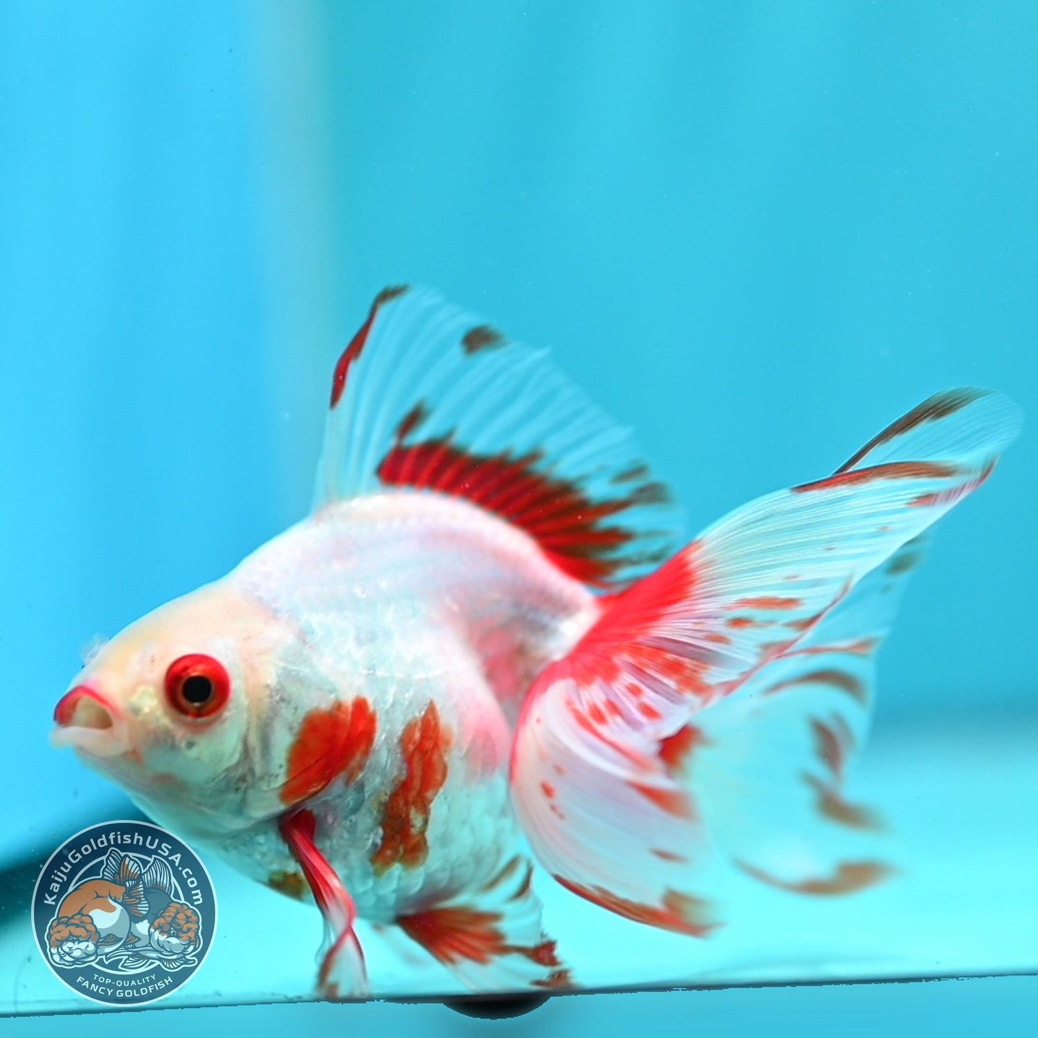 Red White Butterfly Tail Ryukin inch Body (260828_RY04)