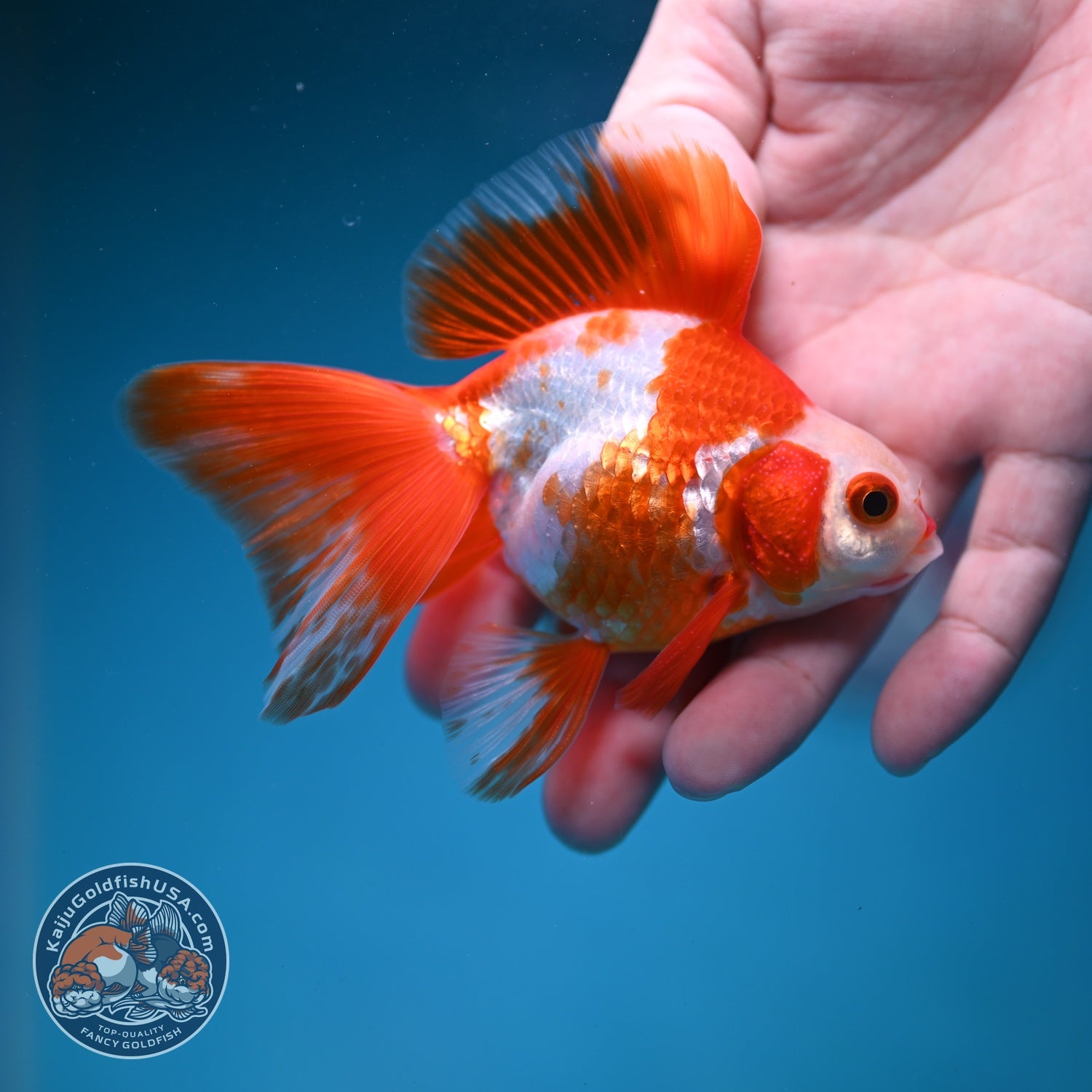 Red White Butterfly Tail Ryukin inch Body (260828_RY05)