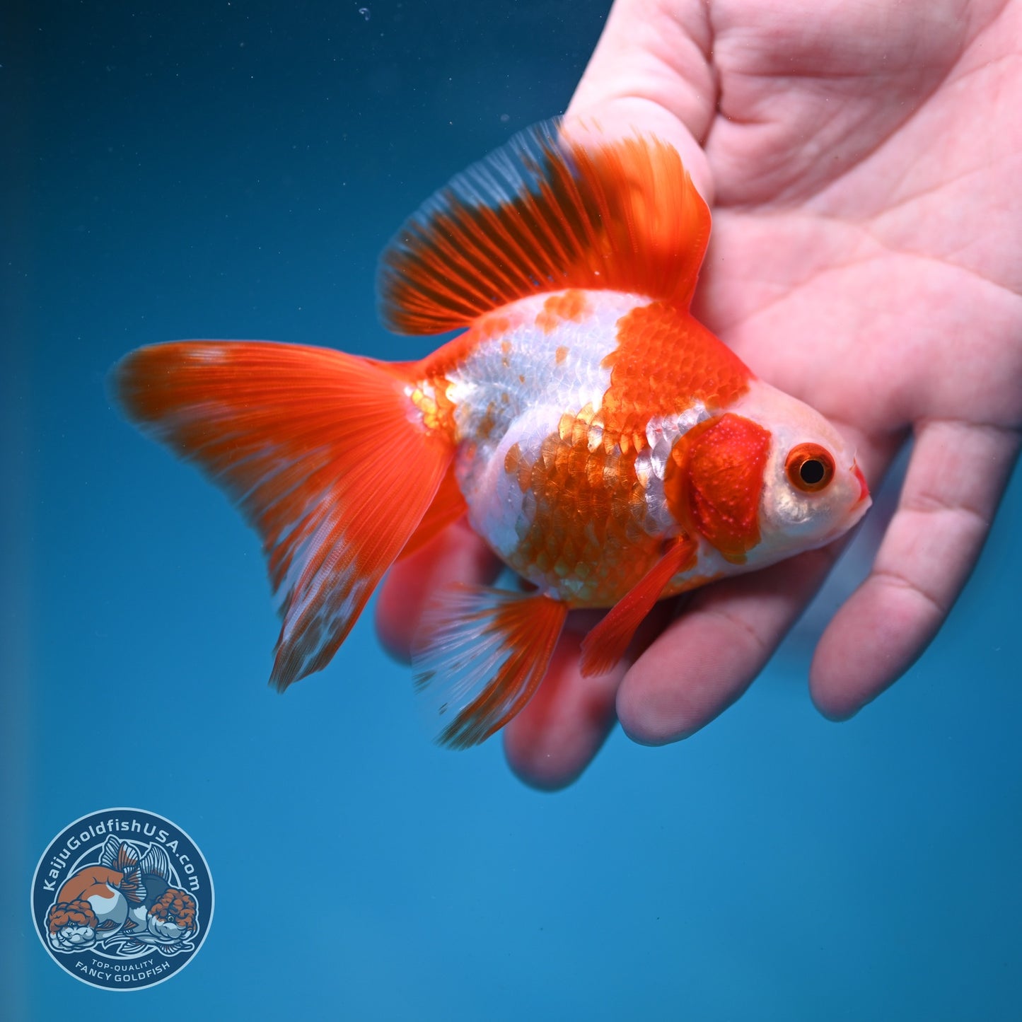 Red White Butterfly Tail Ryukin inch Body (260828_RY05)