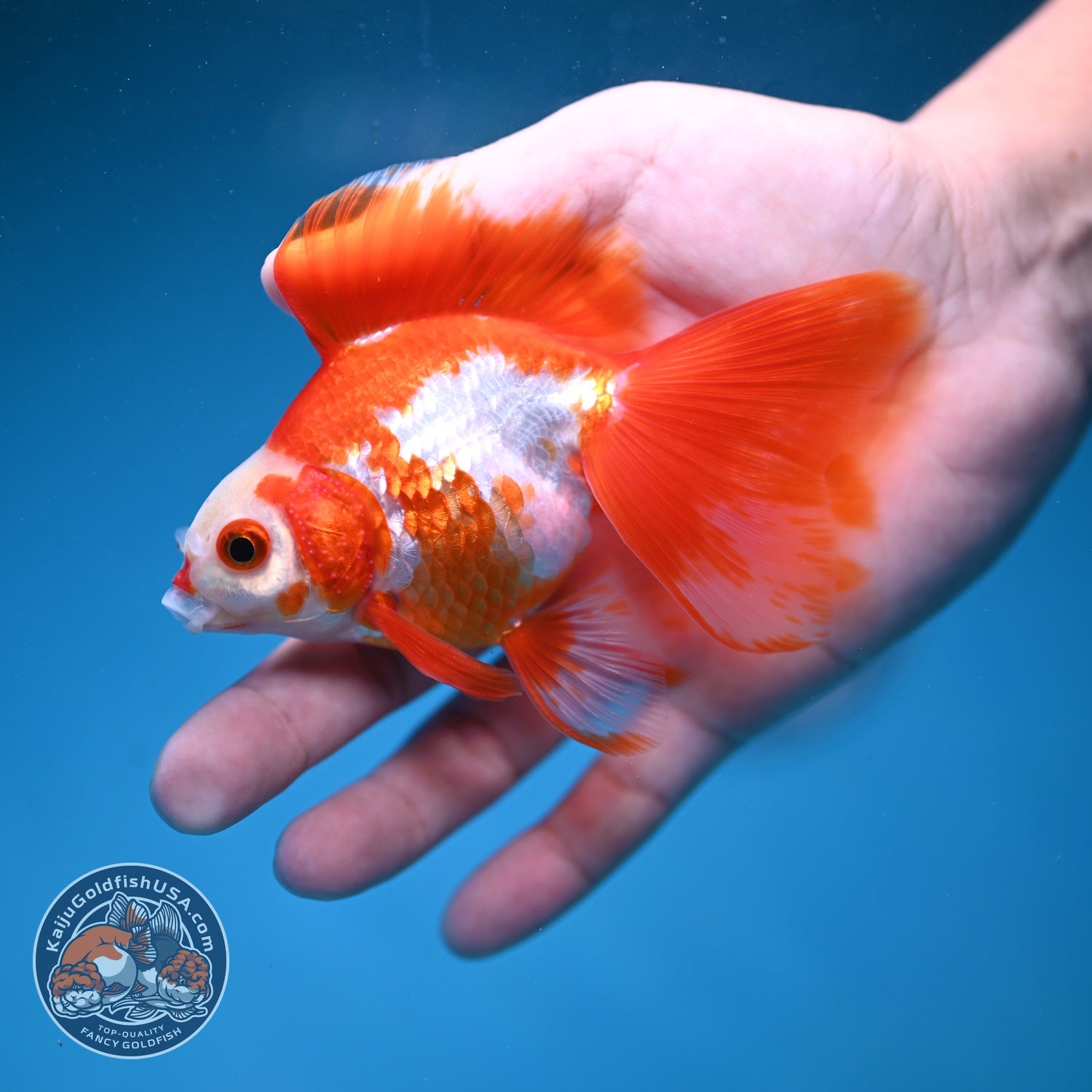 Red White Butterfly Tail Ryukin inch Body (260828_RY05)