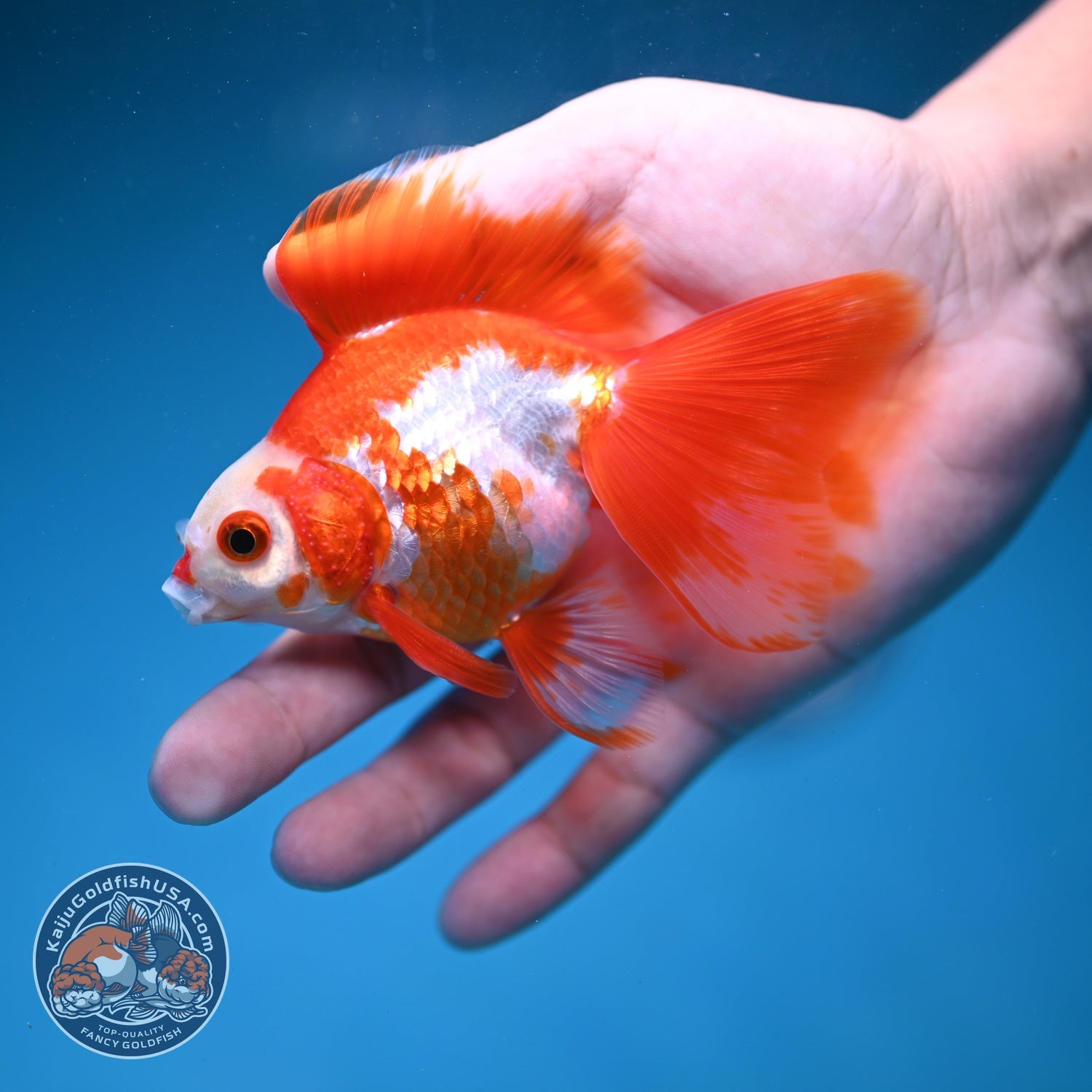 Red White Butterfly Tail Ryukin inch Body (260828_RY05)