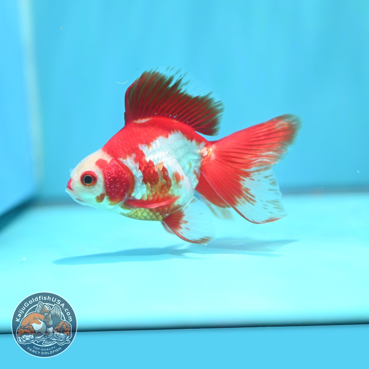 Red White Butterfly Tail Ryukin inch Body (260828_RY05)