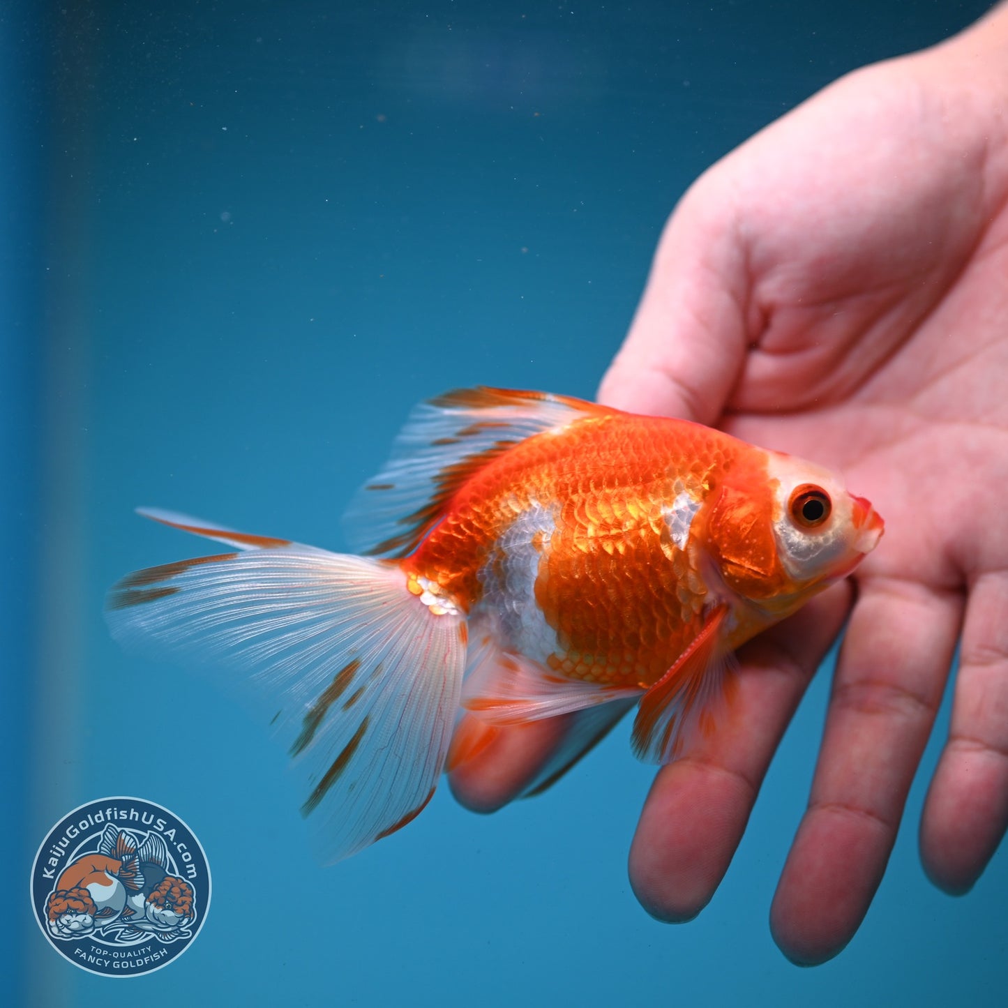 Red White Butterfly Tail Ryukin inch Body (260904_RY04)