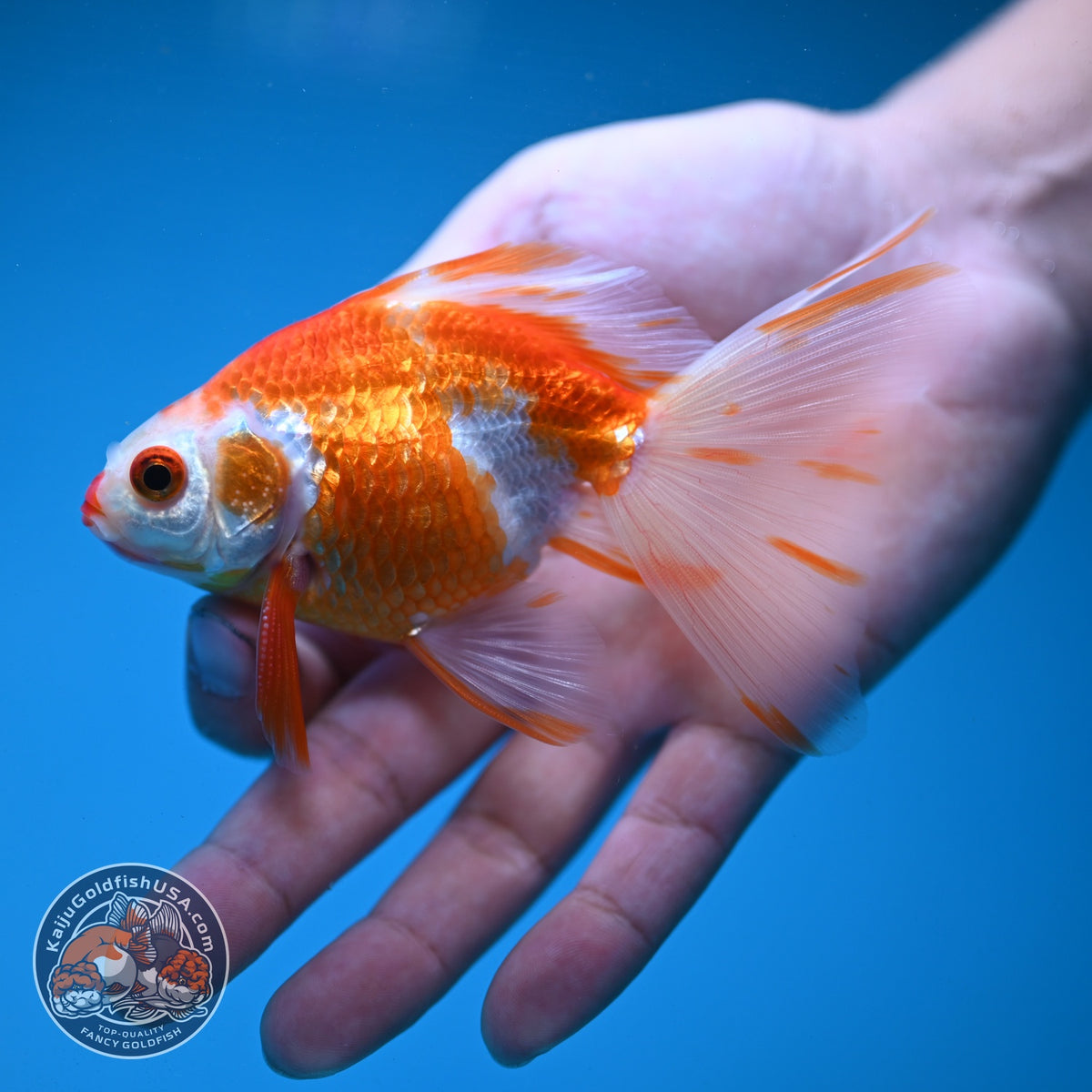 Red White Butterfly Tail Ryukin inch Body (260904_RY04)