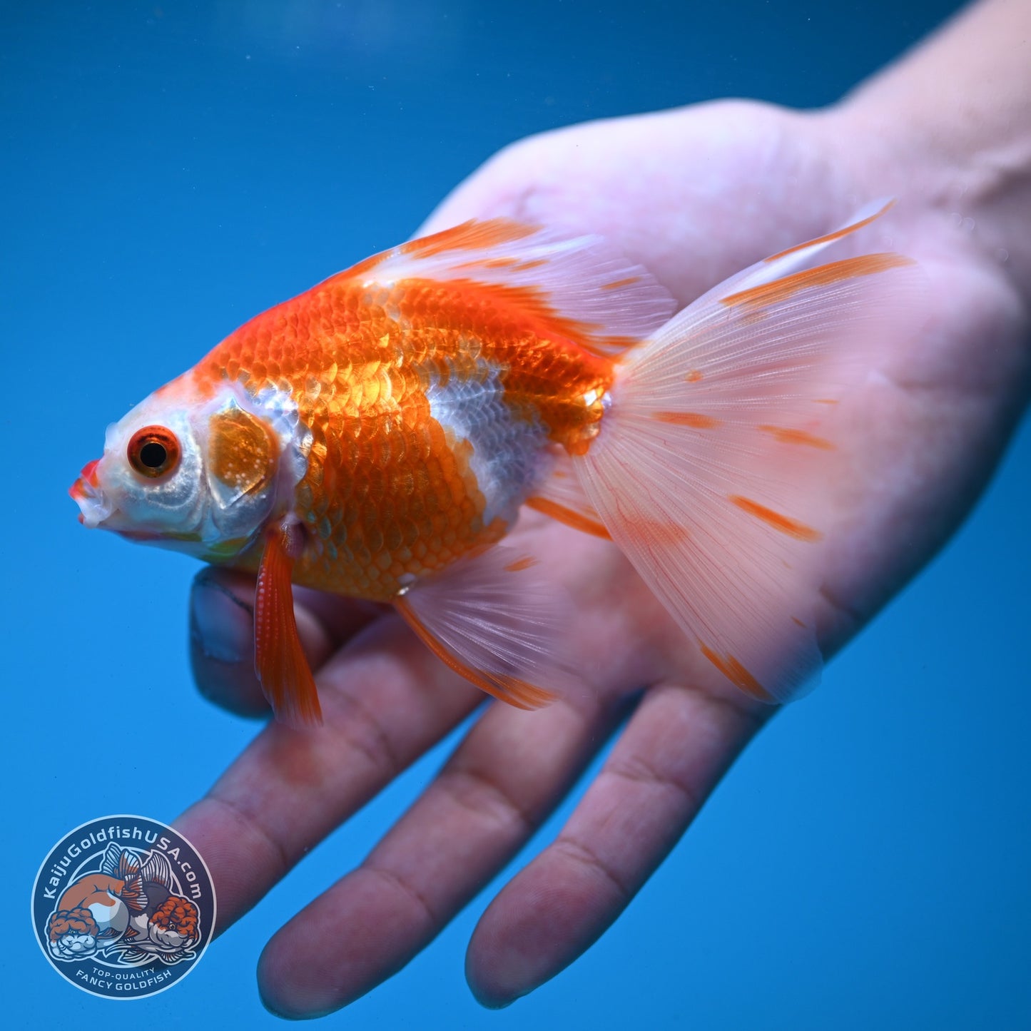 Red White Butterfly Tail Ryukin inch Body (260904_RY04)