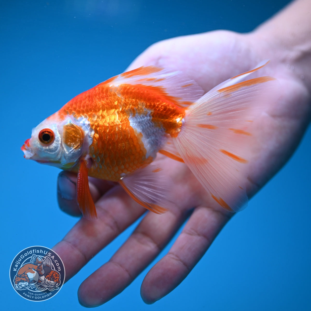 Red White Butterfly Tail Ryukin inch Body (260904_RY04)